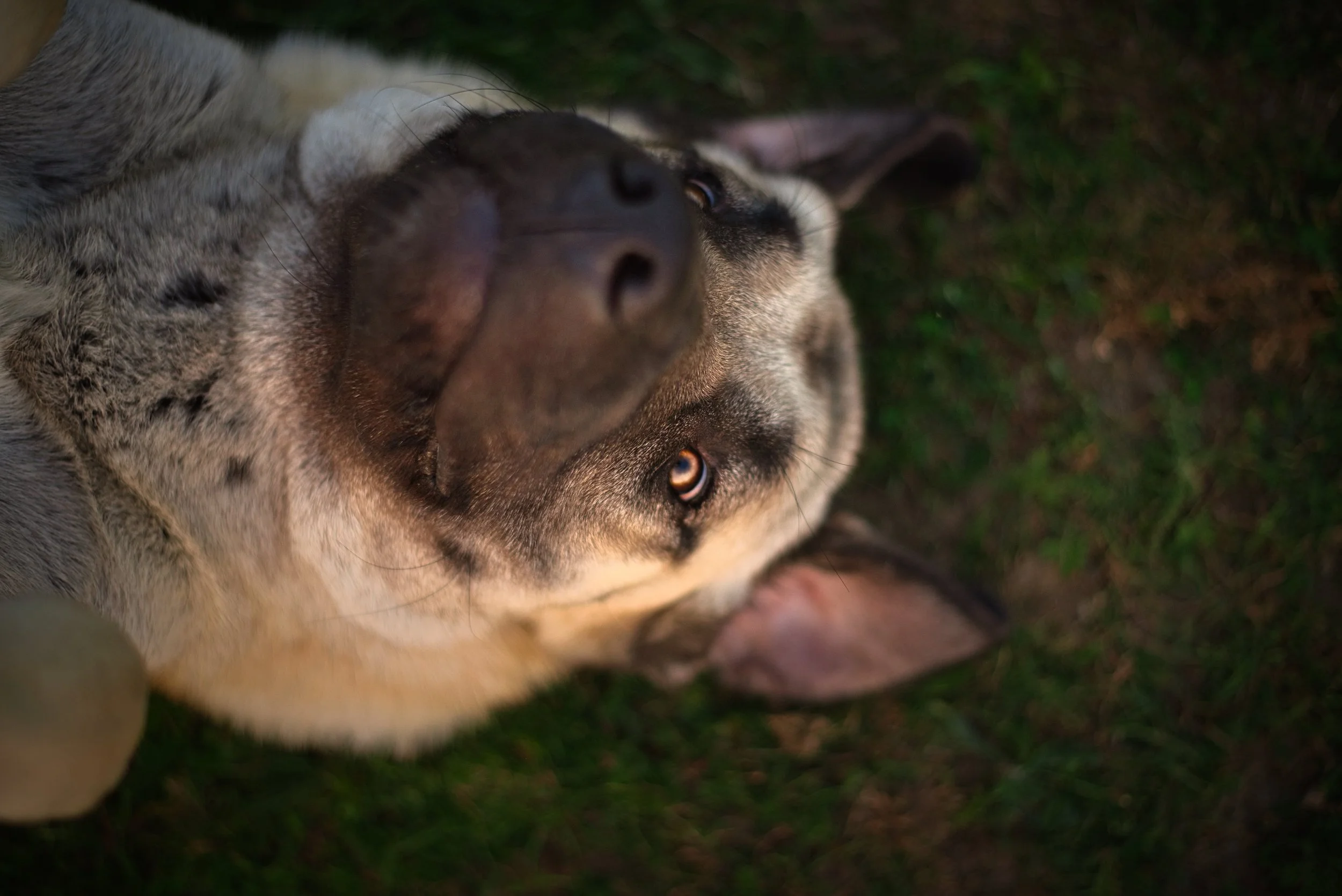 portrait d'une chienne kangal qui se roule dans l'herbe, à Radonvilliers