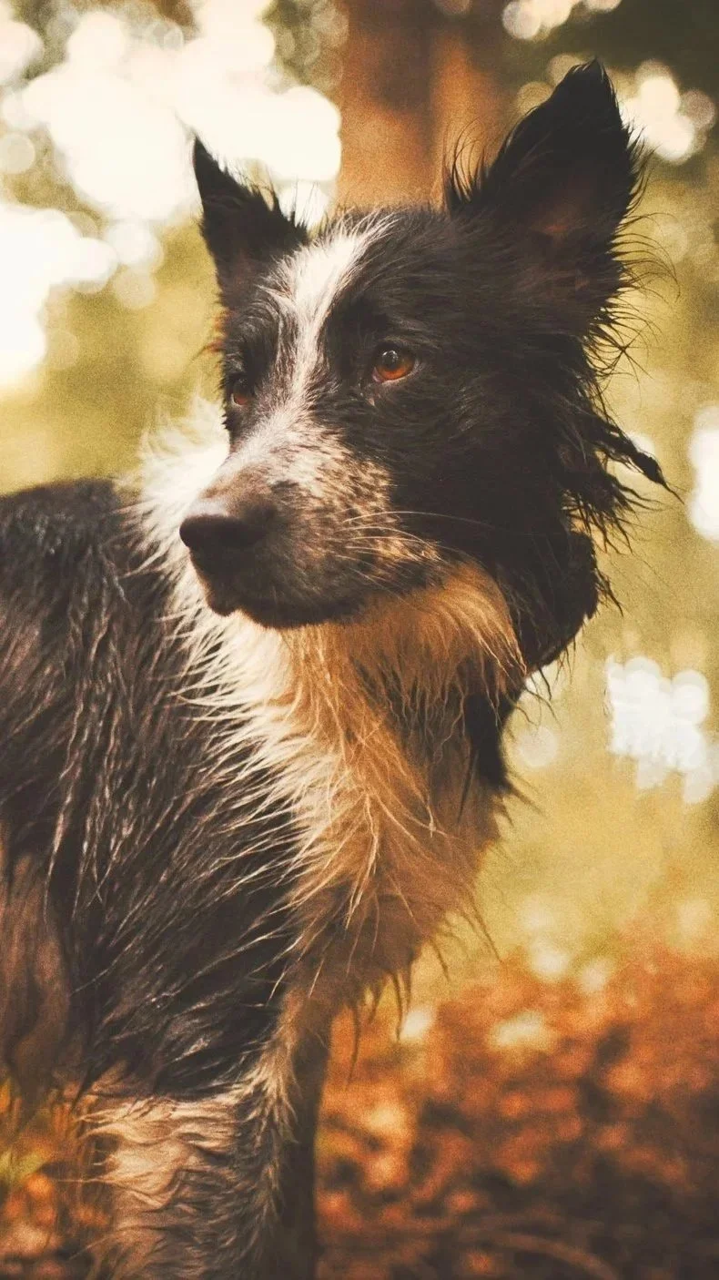 Un chien Border Collie noir, blanc et marron dans un environnement forestier aux lumières douces.
