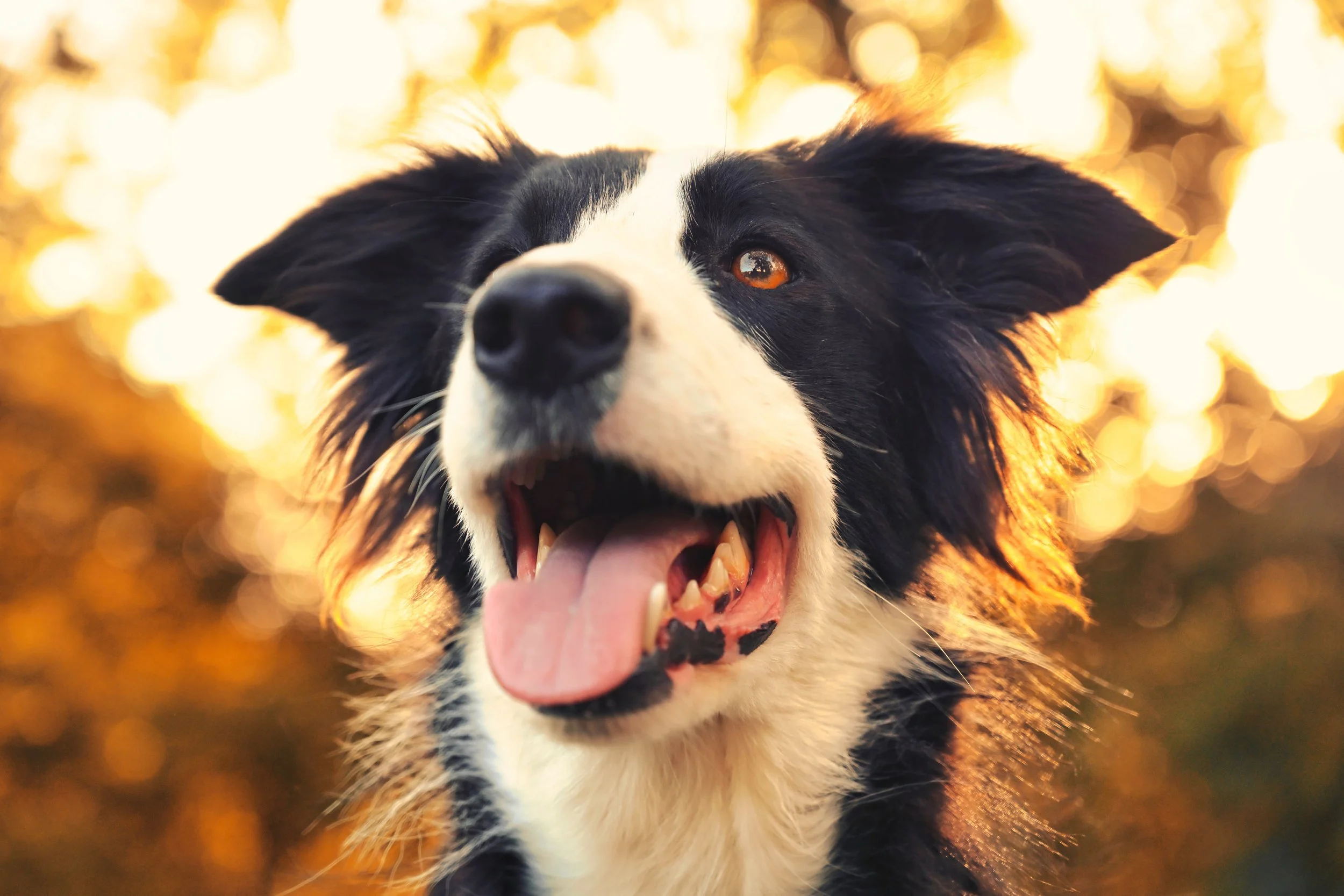 Un chien de race Border Collie avec un pelage noir et blanc, souriant avec la langue sortie, dans un décor avec un arrière-plan flou d'automne.