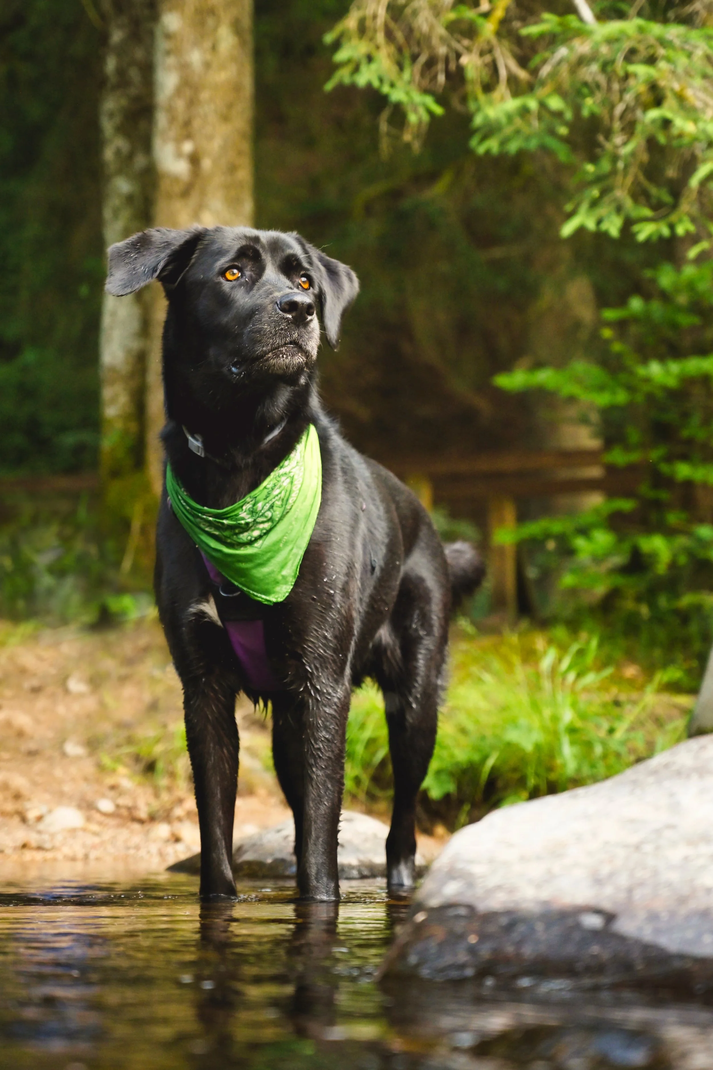 Un chien noir avec un bandana vert, debout dans une rivière en forêt.