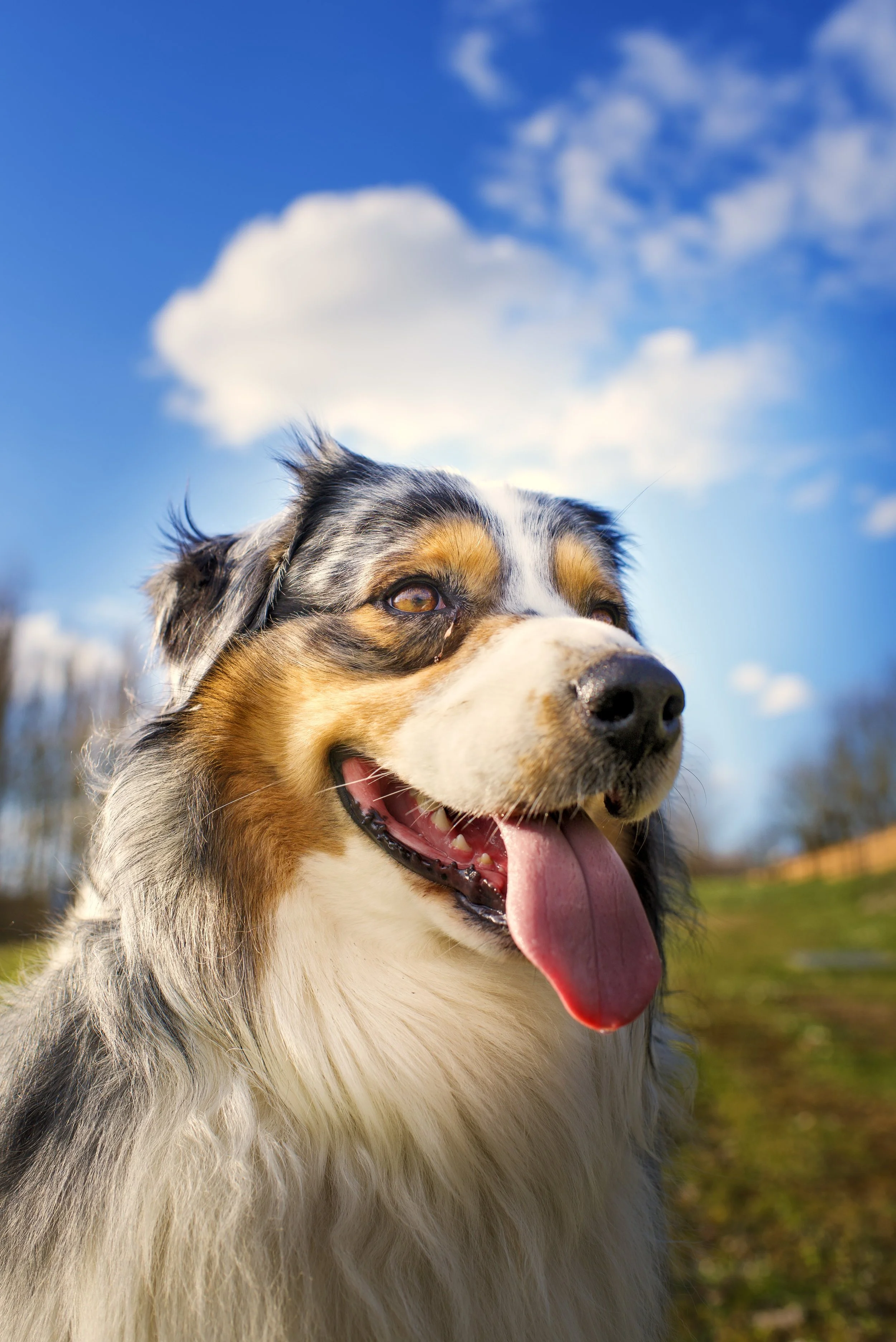 Portrait d'un chien berger australien, avec un nuage au dessus de sa tête à Dienville