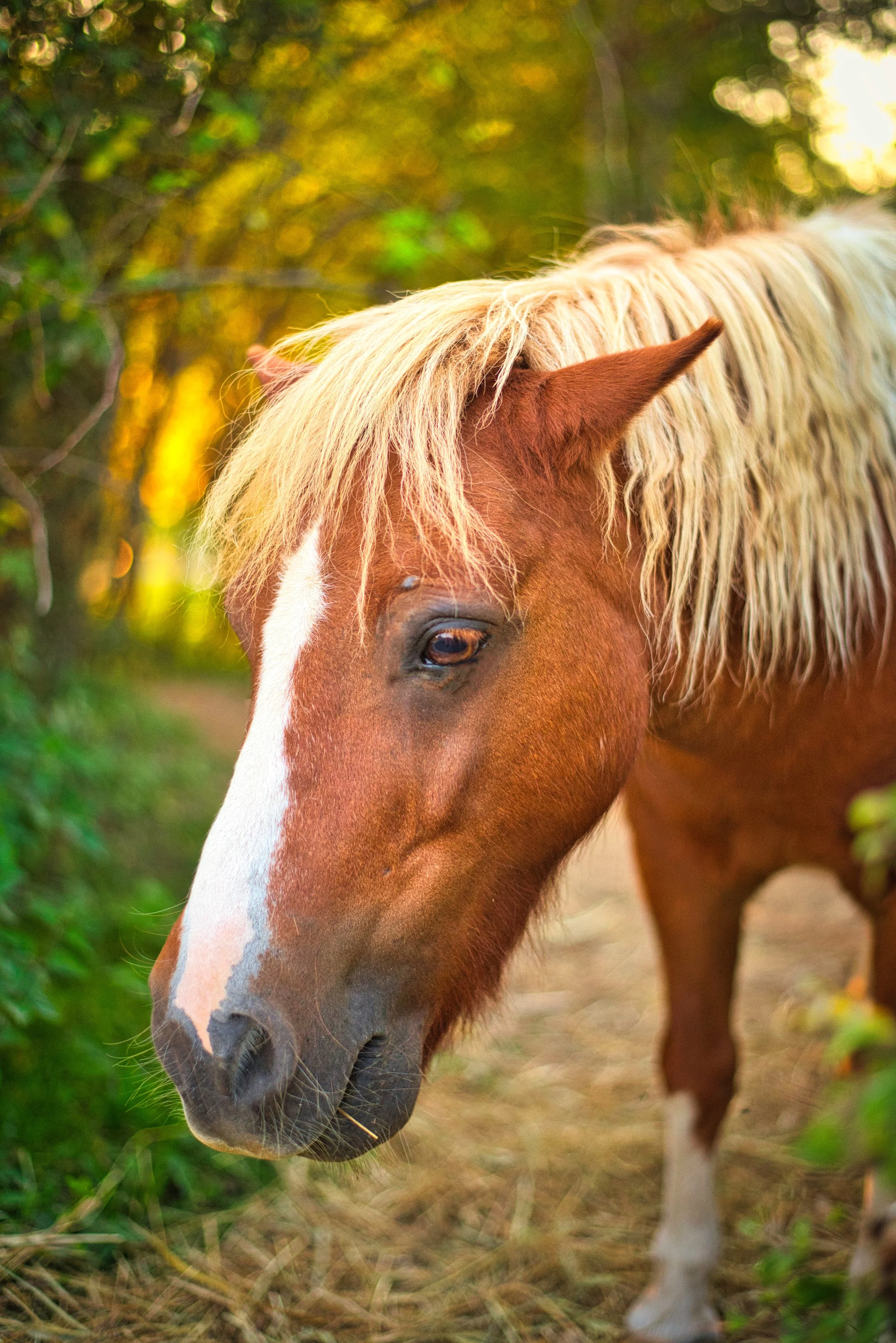 Portrait d'un poney dans un parc à Radonvilliers