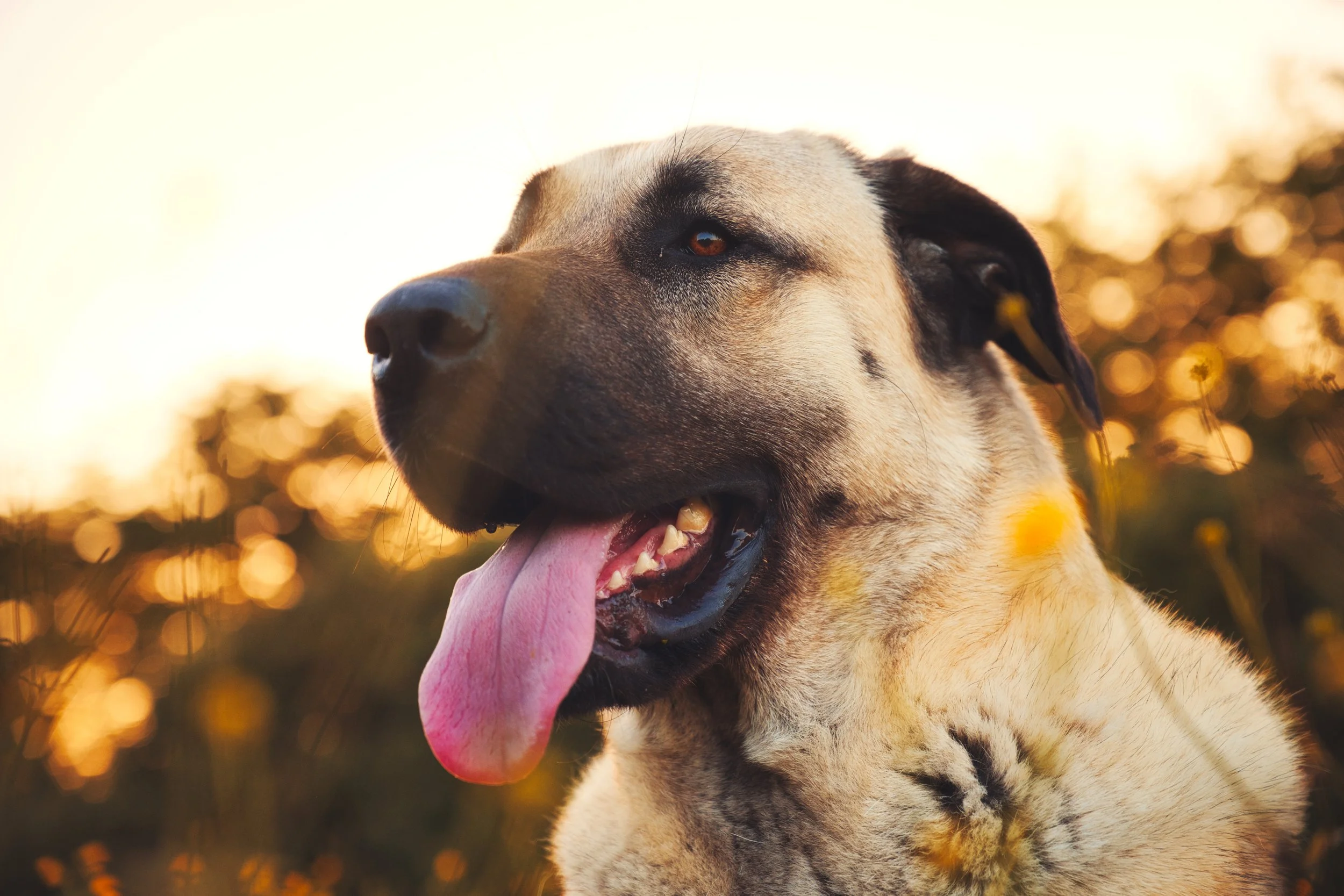 Chien Kangal pré