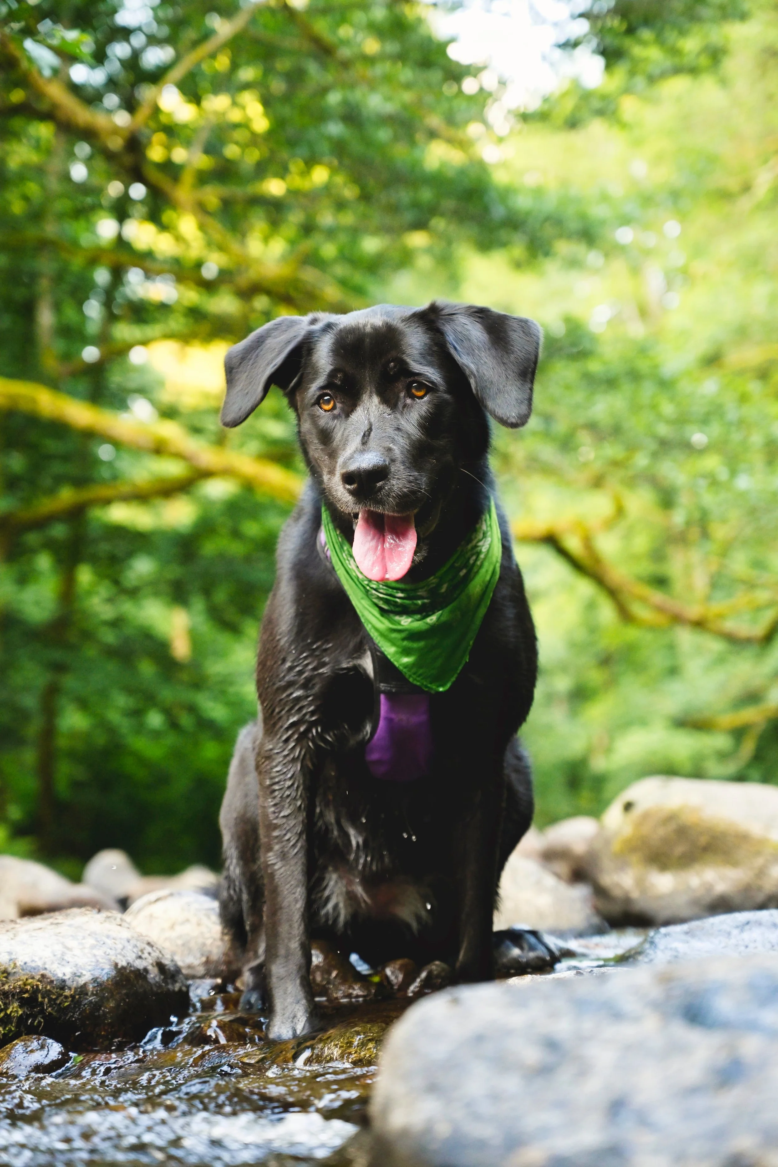 Un chien noir avec un bandana vert, debout dans une rivière dans une forêt verte