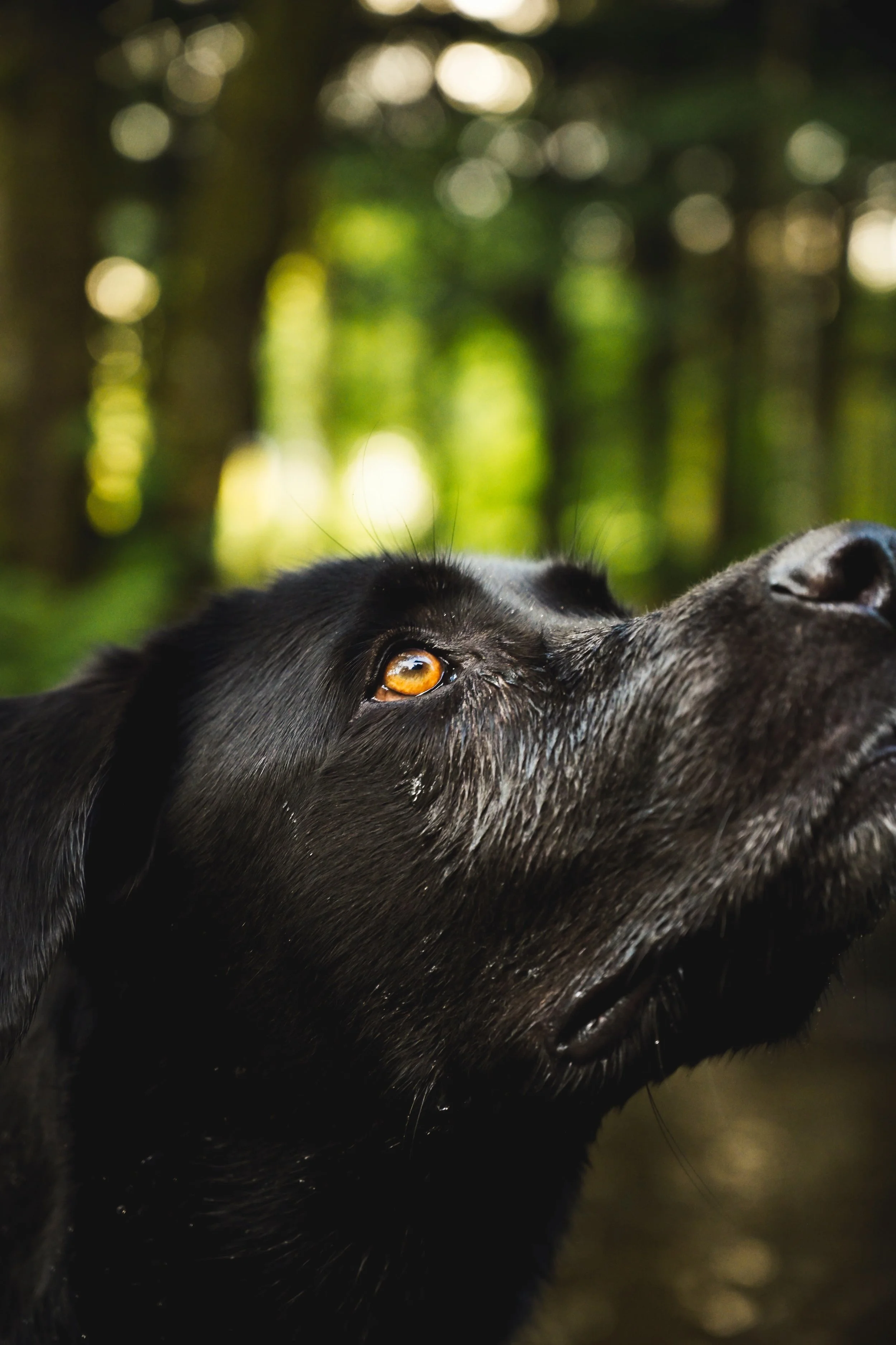 Un chien noir avec des yeux ambre, regardant vers le haut, dans une forêt avec un éclairage doux en arrière-plan.