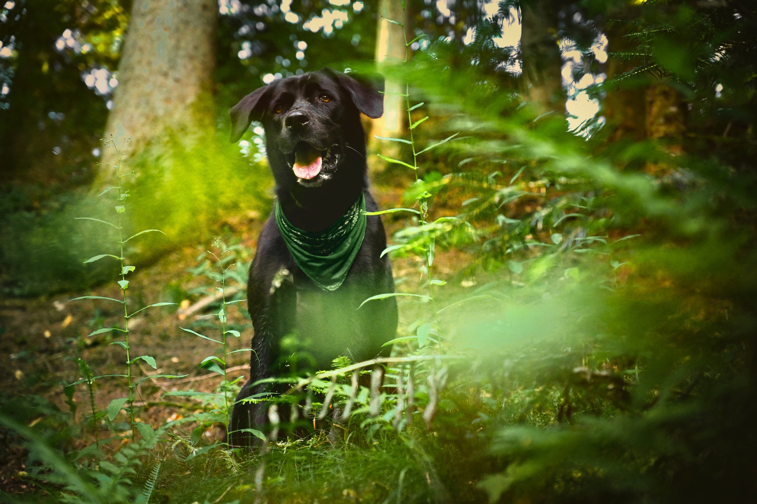 Un chien noir portant bandana vert, explorant une forêt verdoyante entouré d'arbres et de fougères.