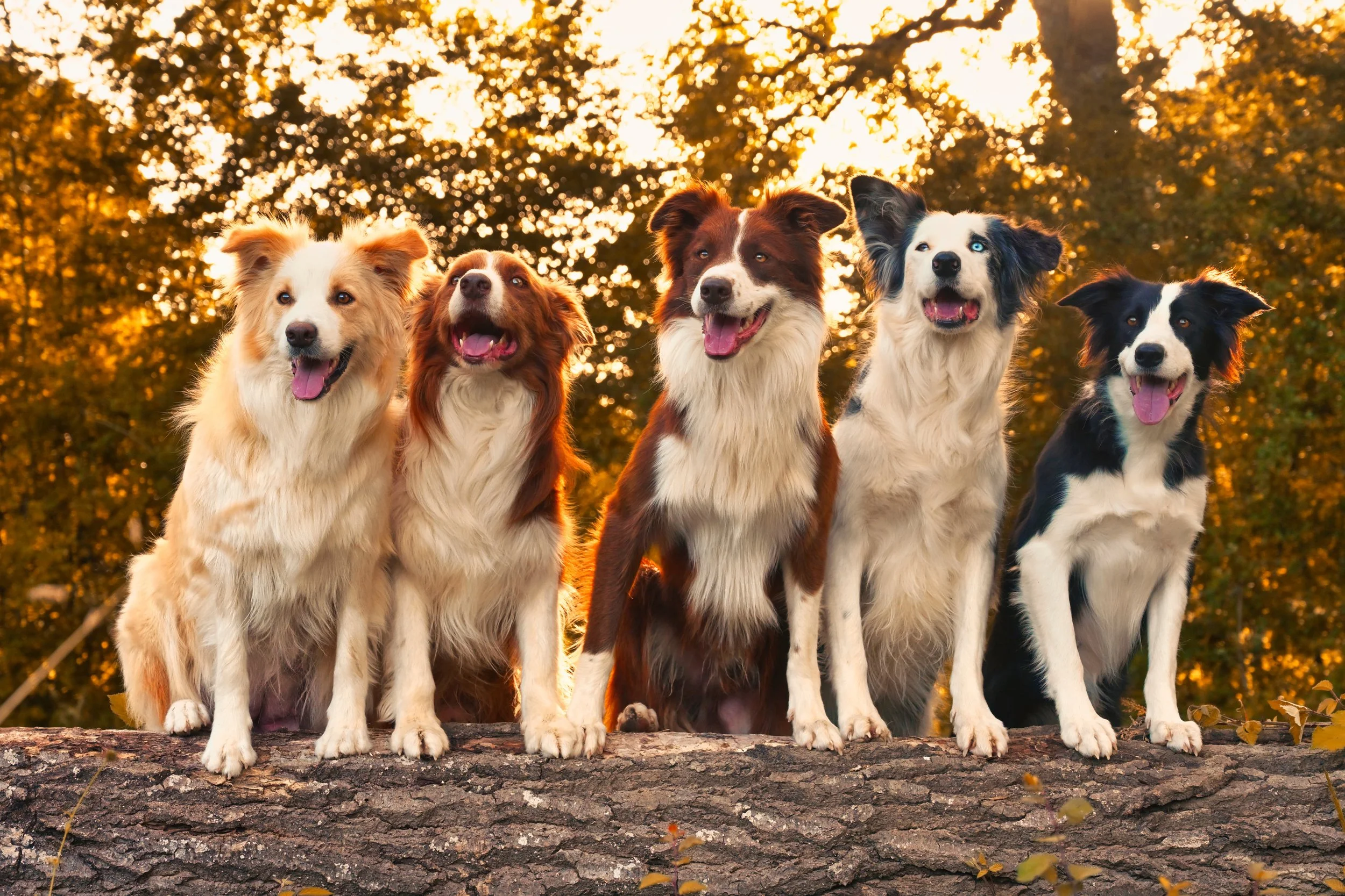 Cinq chiens Border Collie de différentes couleurs debout sur un tronc d'arbre, avec un fond de feuillage d'automne et un coucher de soleil