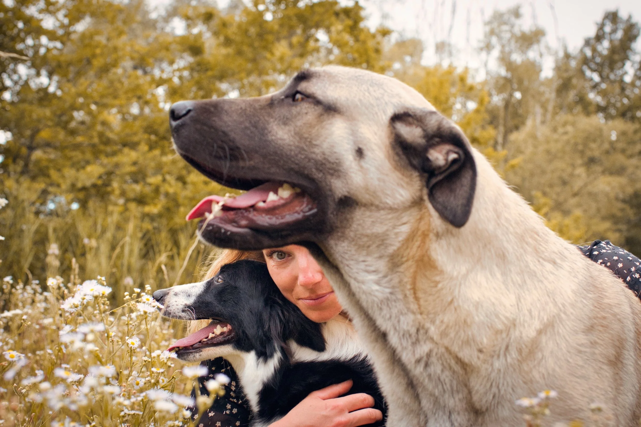 portrait canin d'un kangal, d'un border coli, avec au milieu la maîtresse, dans des fleurs dans la forêt