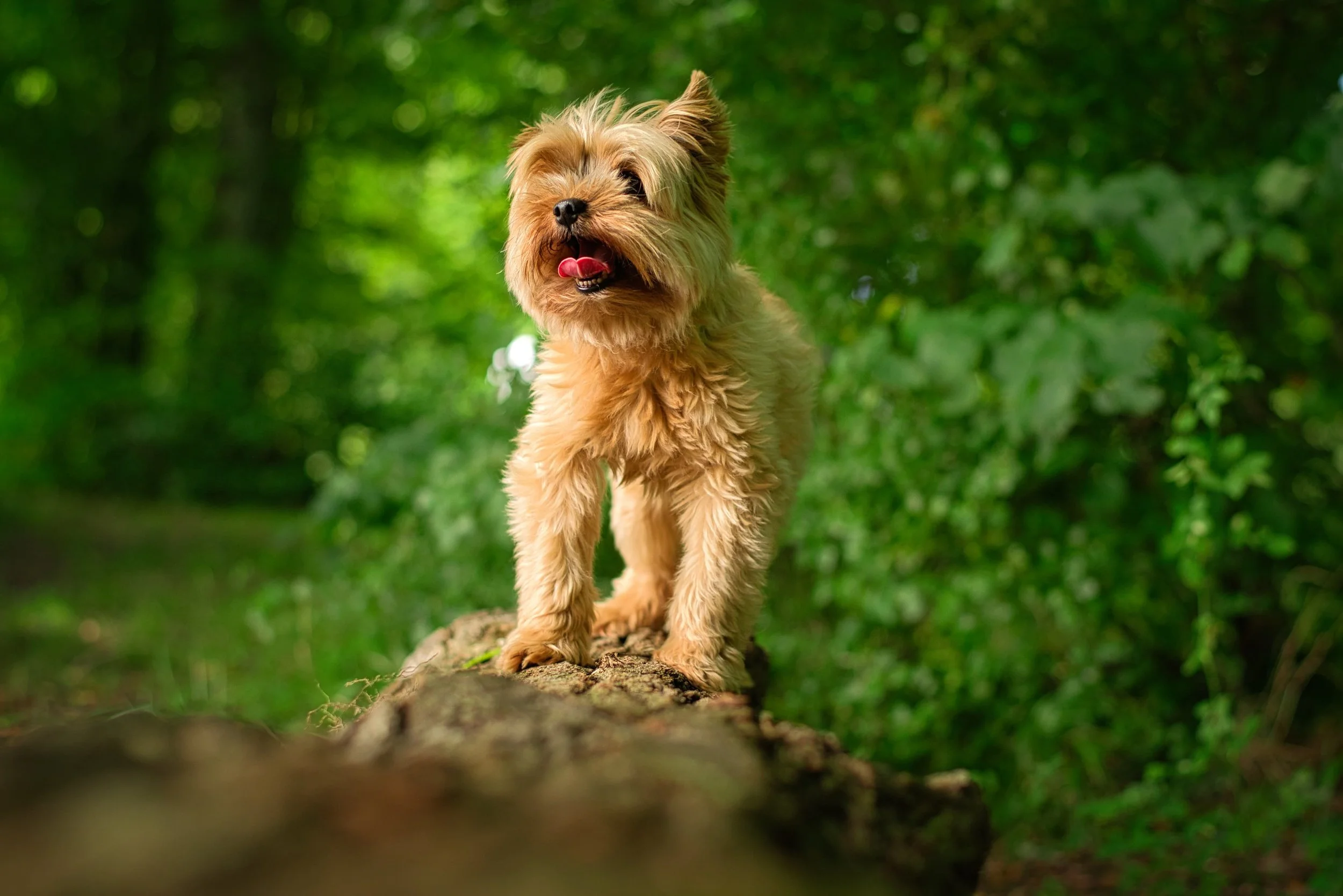 Un chien marron clair debout sur un tronc d'arbre dans une forêt verte