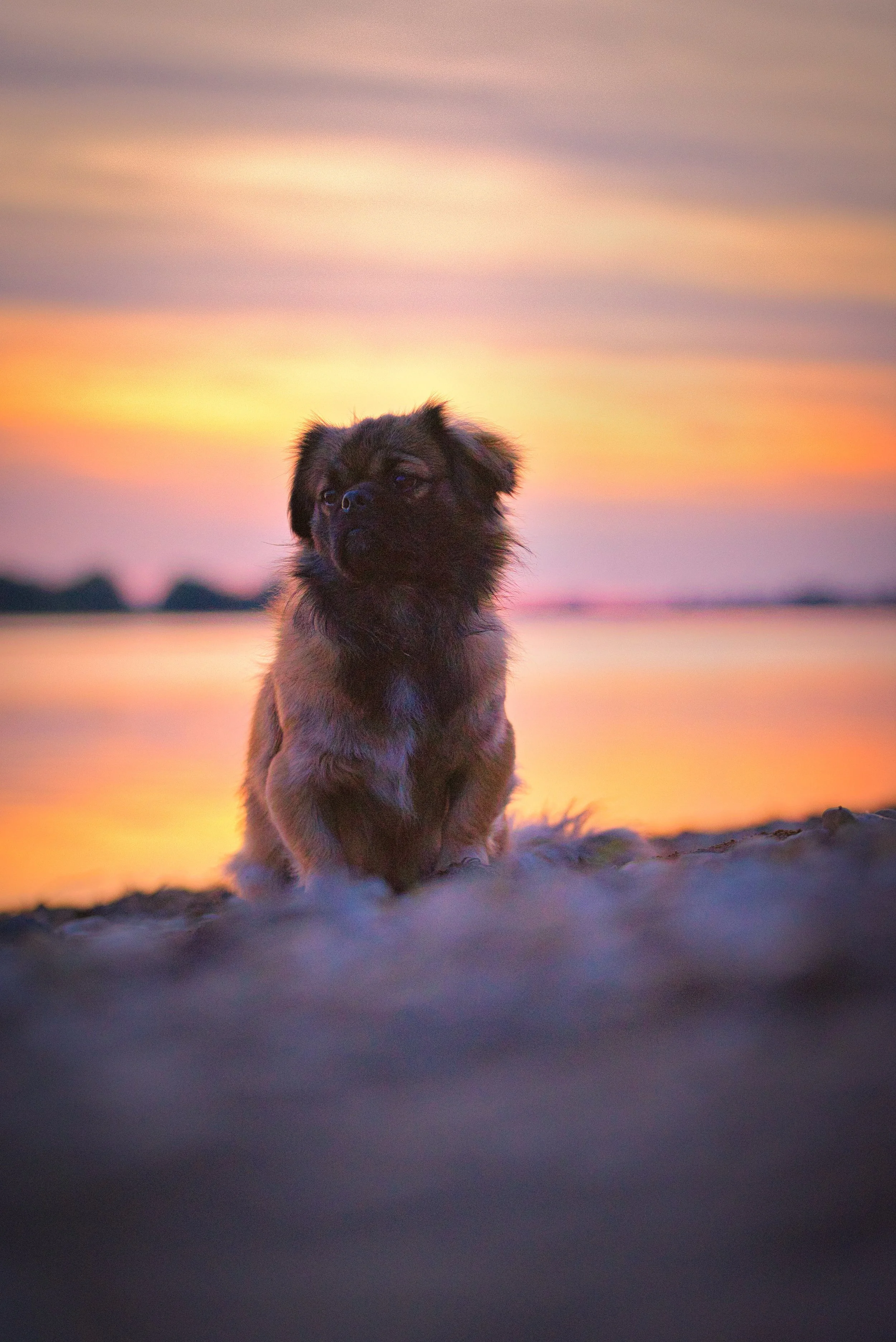 Un petit chien assis sur la plage au coucher du soleil, ciel coloré en orange, rose et violet.