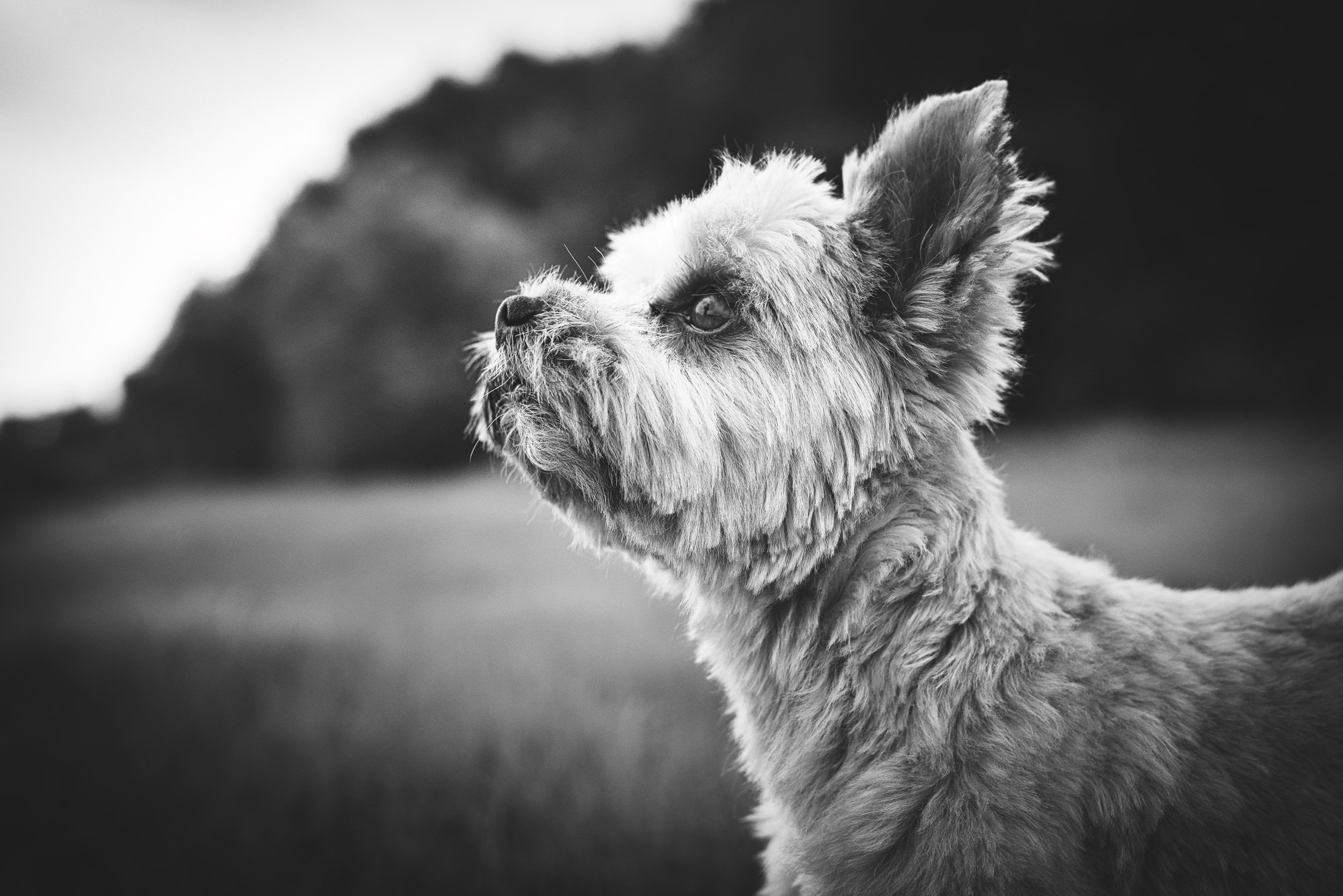 portrait d'un petit chien prés d'un lac