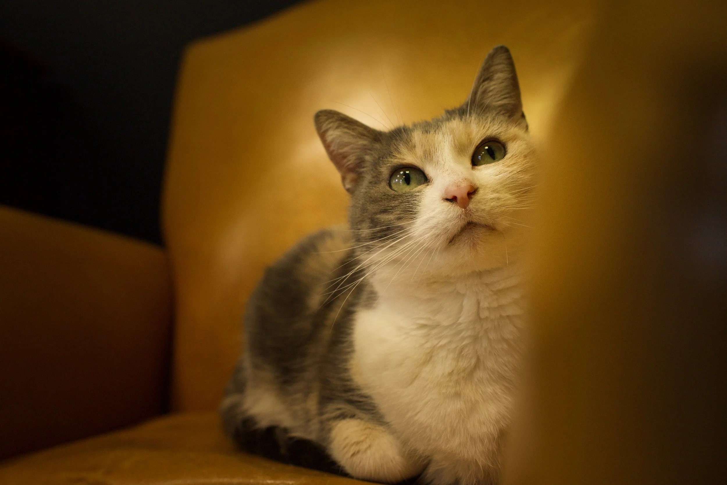 Chat dans un Fauteuil en cuir marron clair au look vintage, dans le salon de ABC coiffure à Dienville