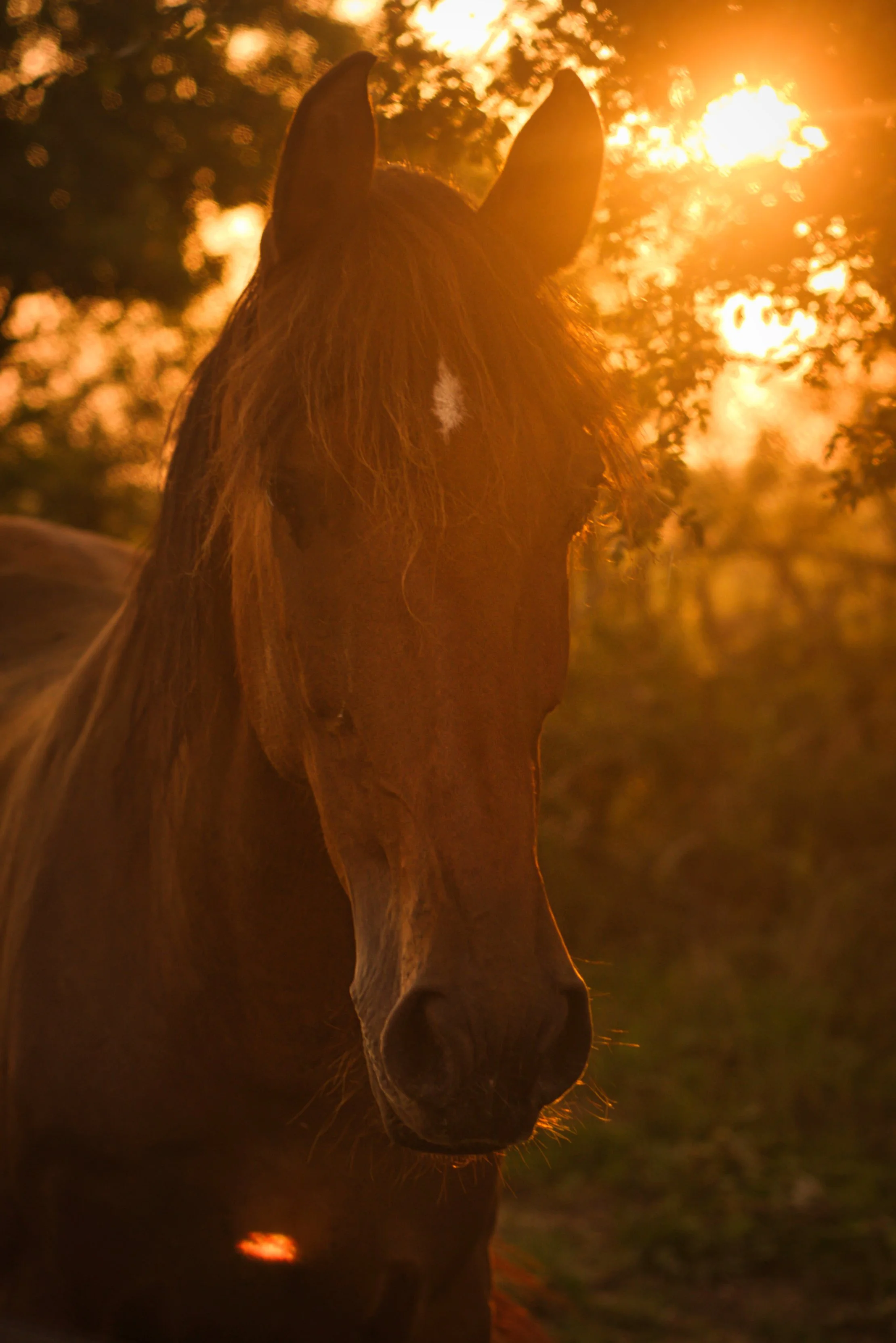 portrait d'un cheval au coucher du soleil