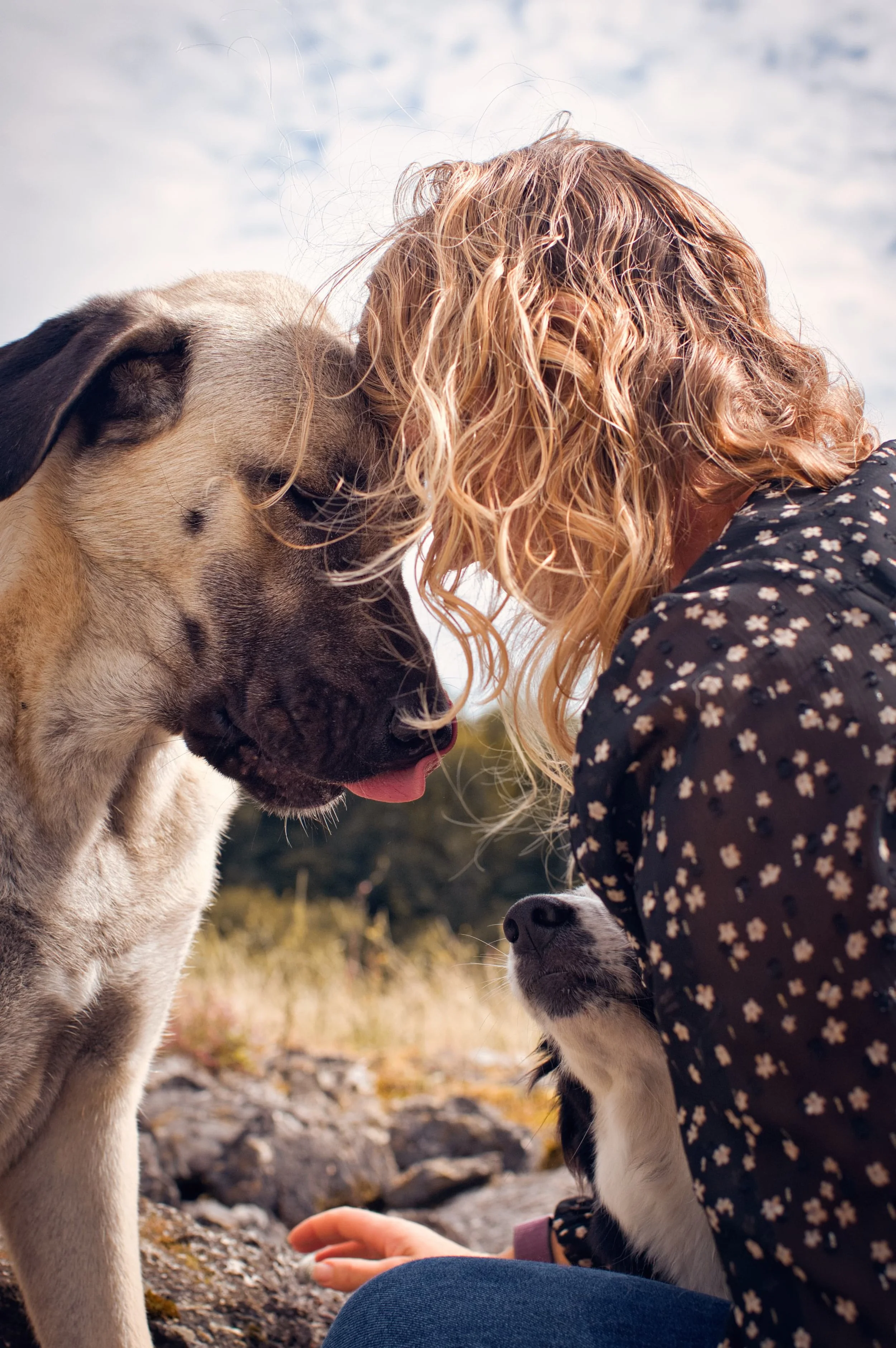 portrait d'une chienne kangal en tête à tête avec sa maîtresse dans la forêt