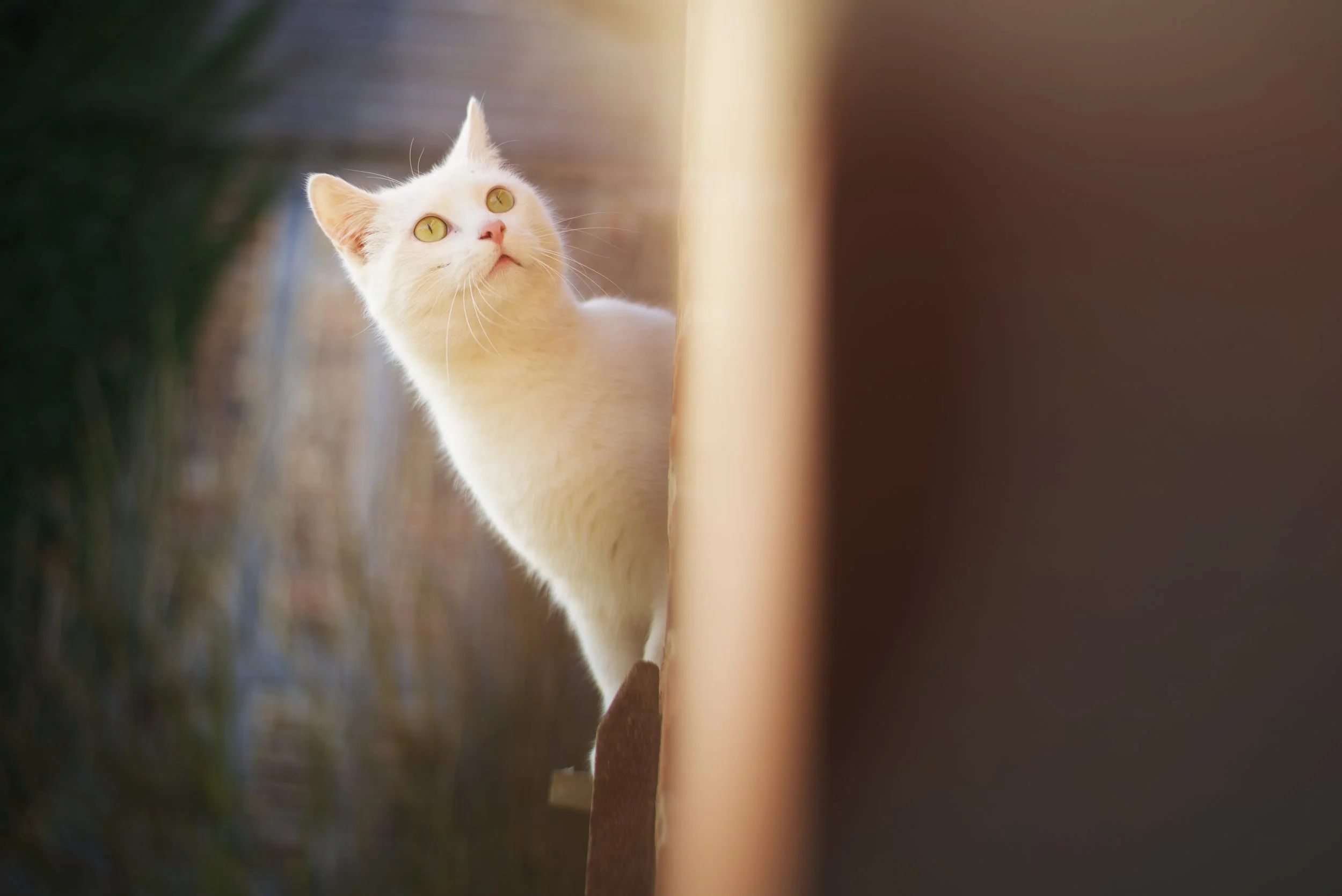 Portrait d'un chaton blanc observant les oiseaux, dans la cour d'une maison
