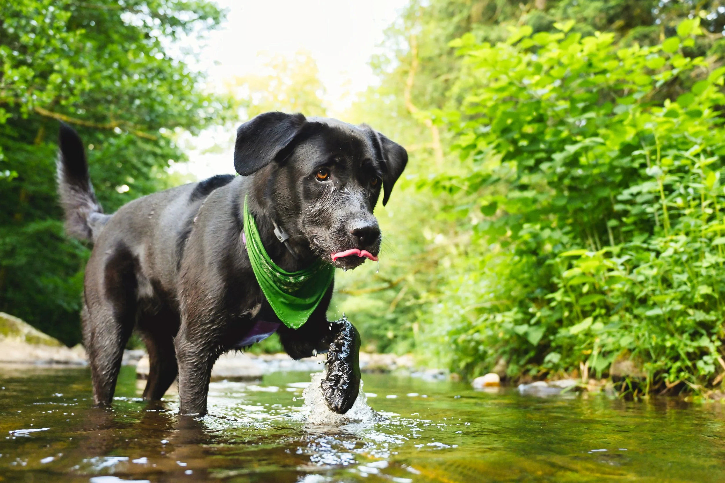 Un chien noir avec un bandana vert marche dans l'eau d'une rivière dans une forêt luxuriante, semblant jouer ou explorer.