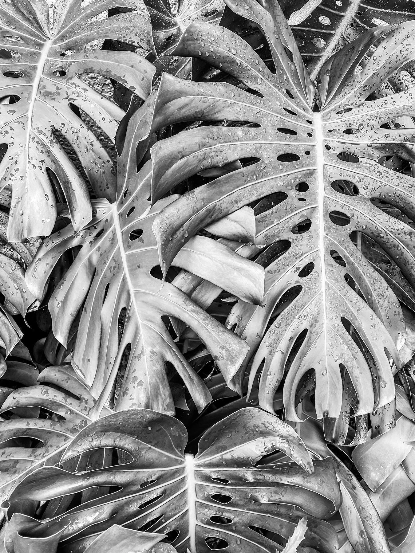 Elevae_23_0000005083-1.jpg