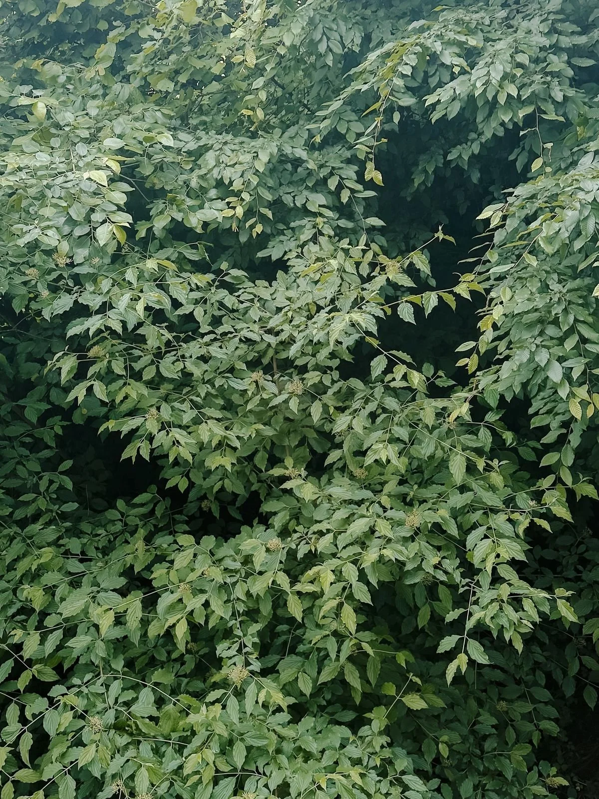 jh-photo-leaves.jpg