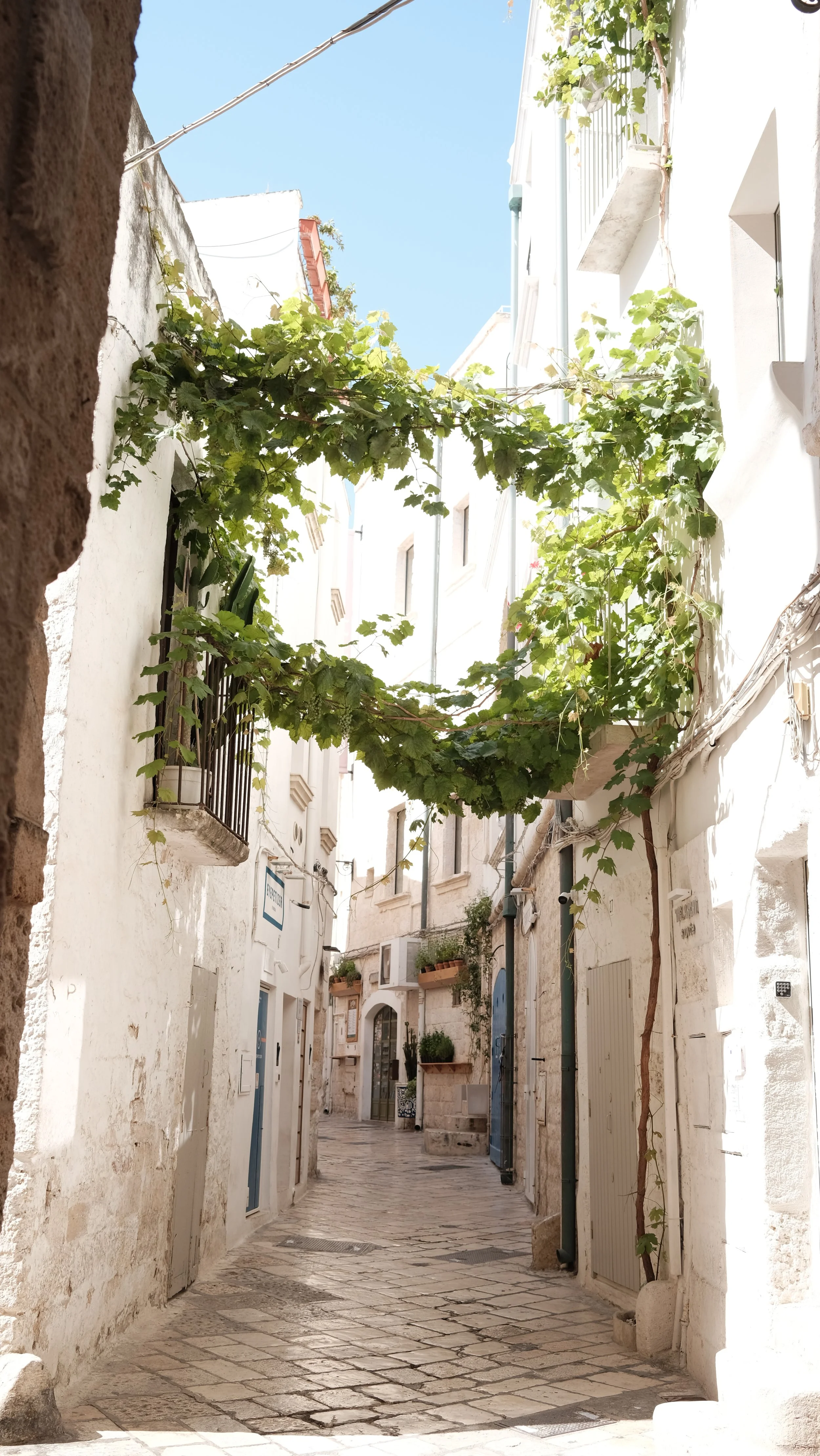 002560626__ELEVAE_franci.jpg