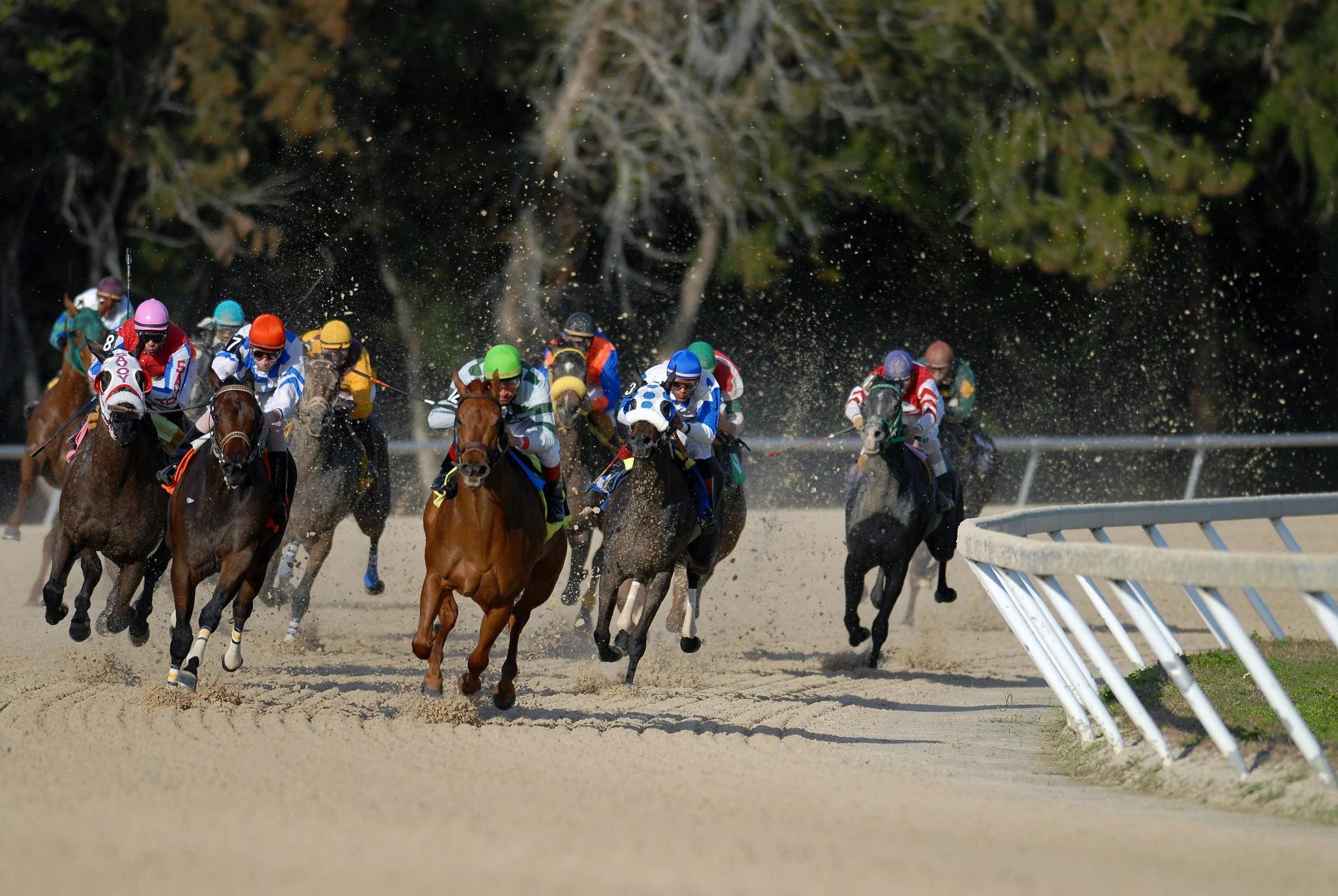 How to Read a Horse Racing Program (Without Getting Lost)