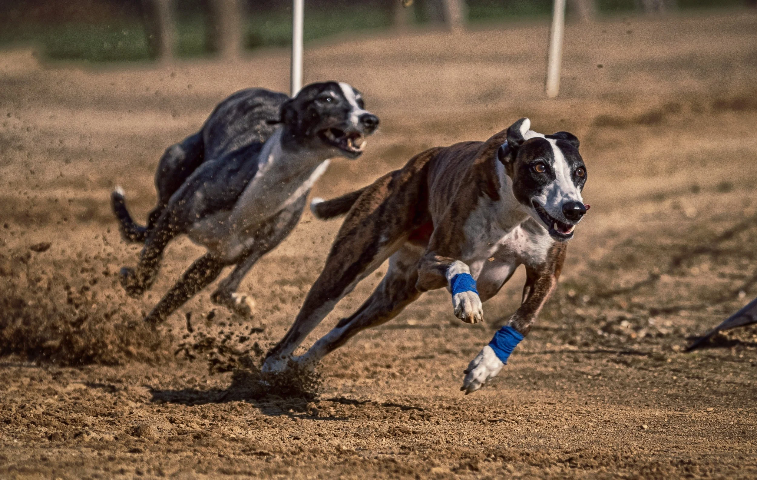 Greyhound Racing Betting Guide: The Rest of March 2026