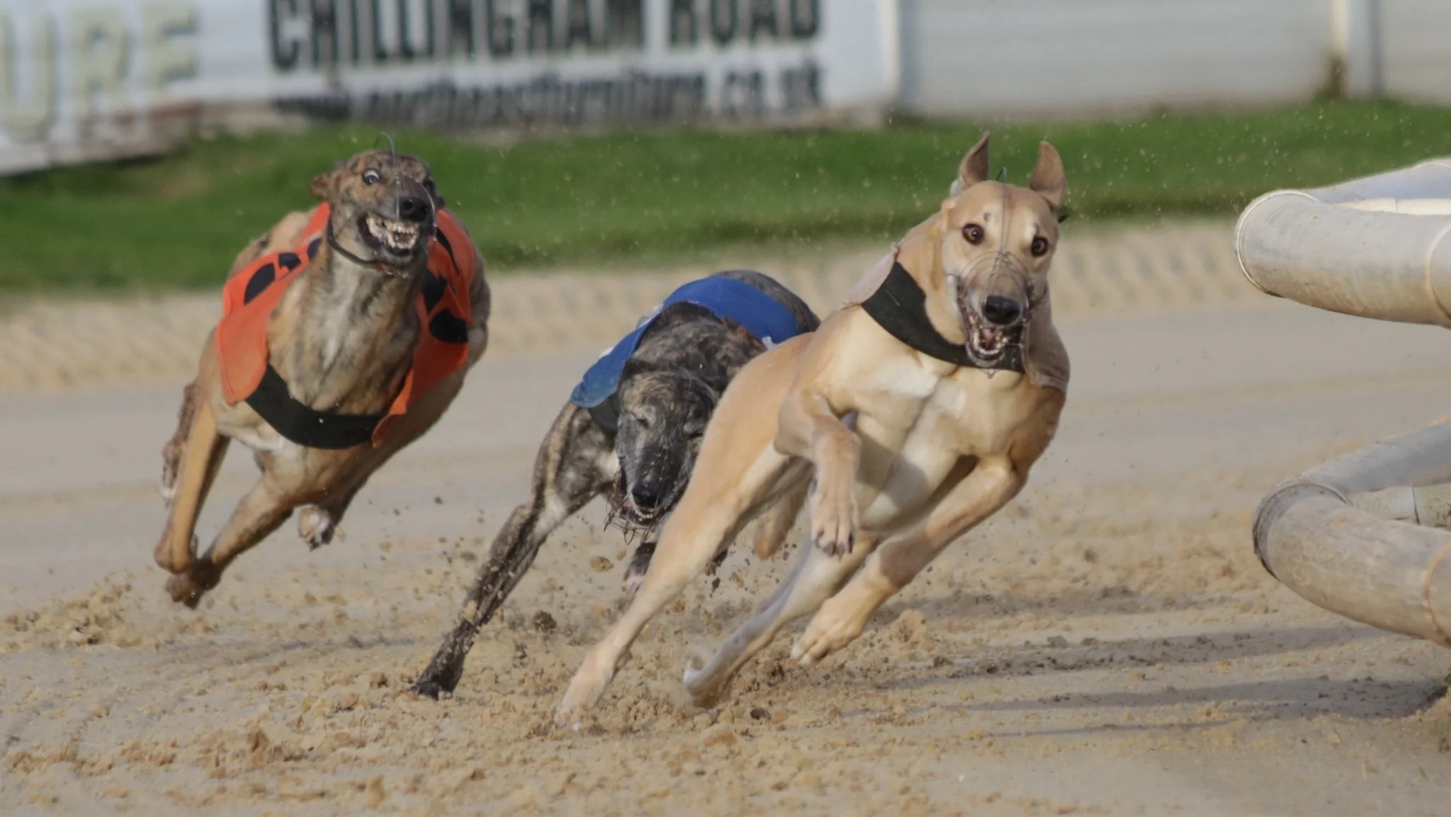 UK Greyhound Racing: April 2026 Betting Preview