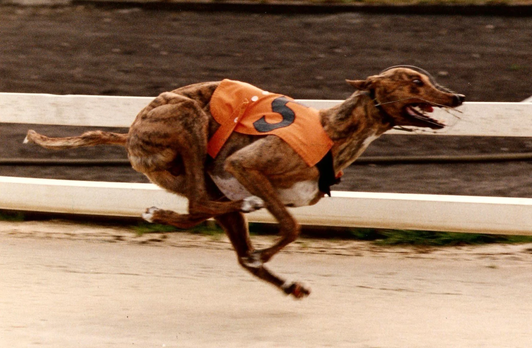 Betting Greyhound Racing at MyWinners Venues in Connecticut