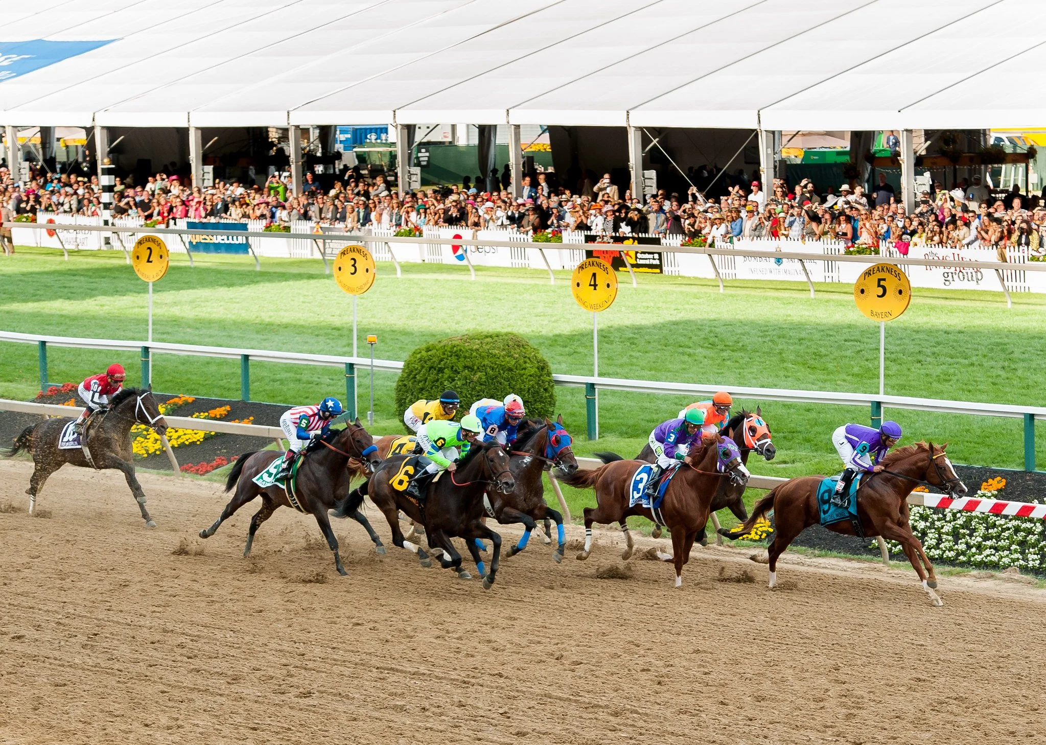 After the Derby: What’s Next for Golden Tempo and the Road to Preakness?