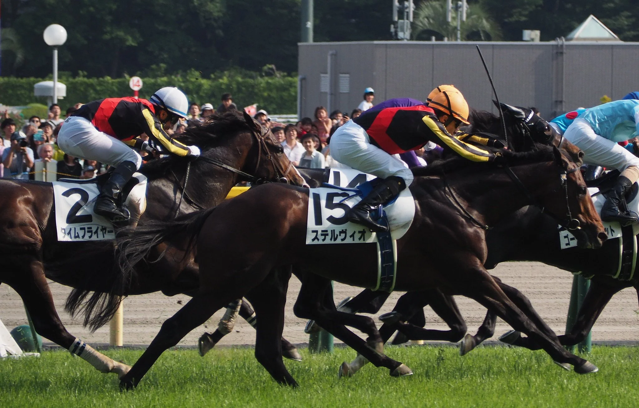 Japanese Horse Racing: The World's Biggest Purses Americans Are Sleeping On