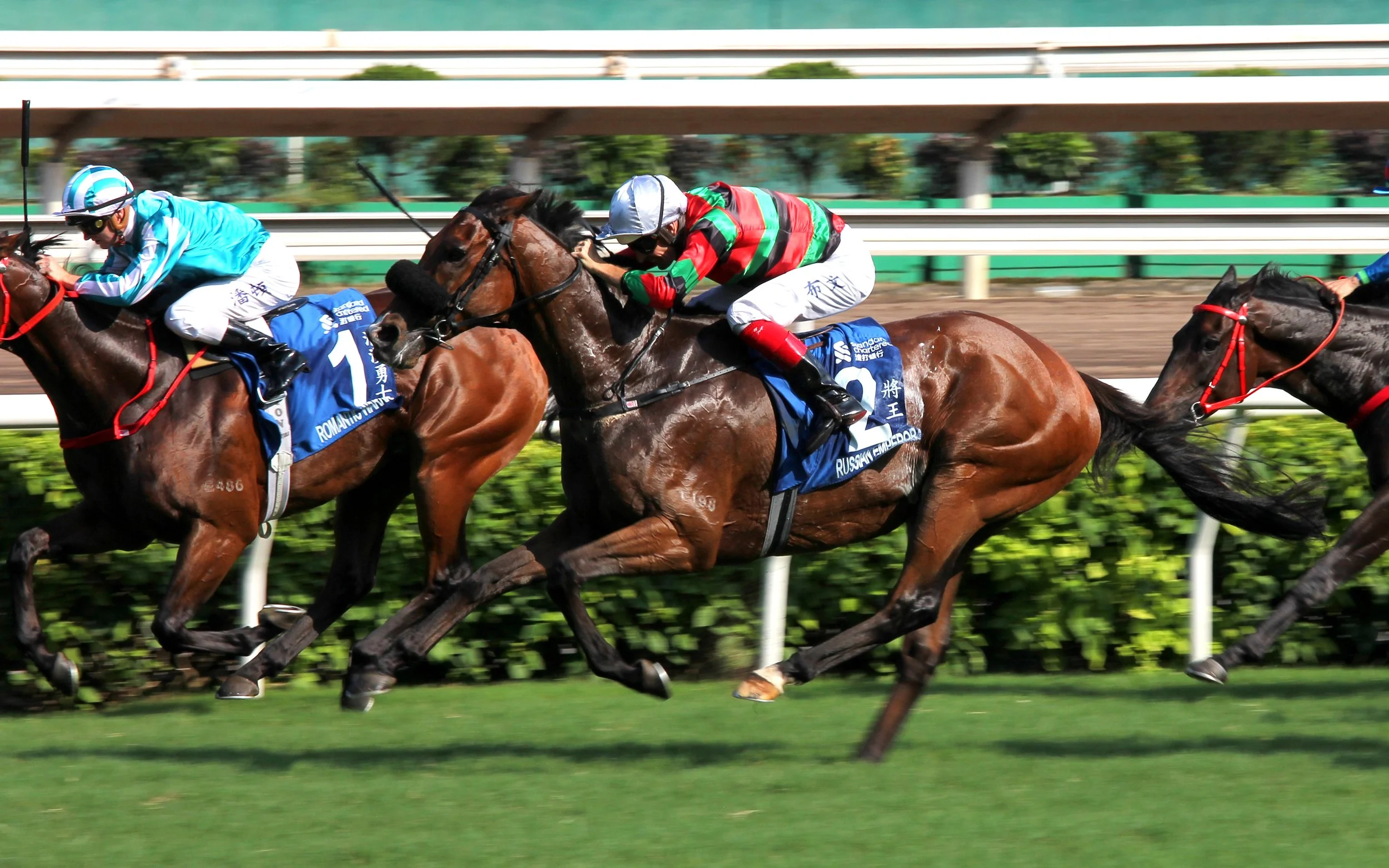 Champions and Chater Cup betting on the 2026 Group 1 at Sha Tin Racecourse