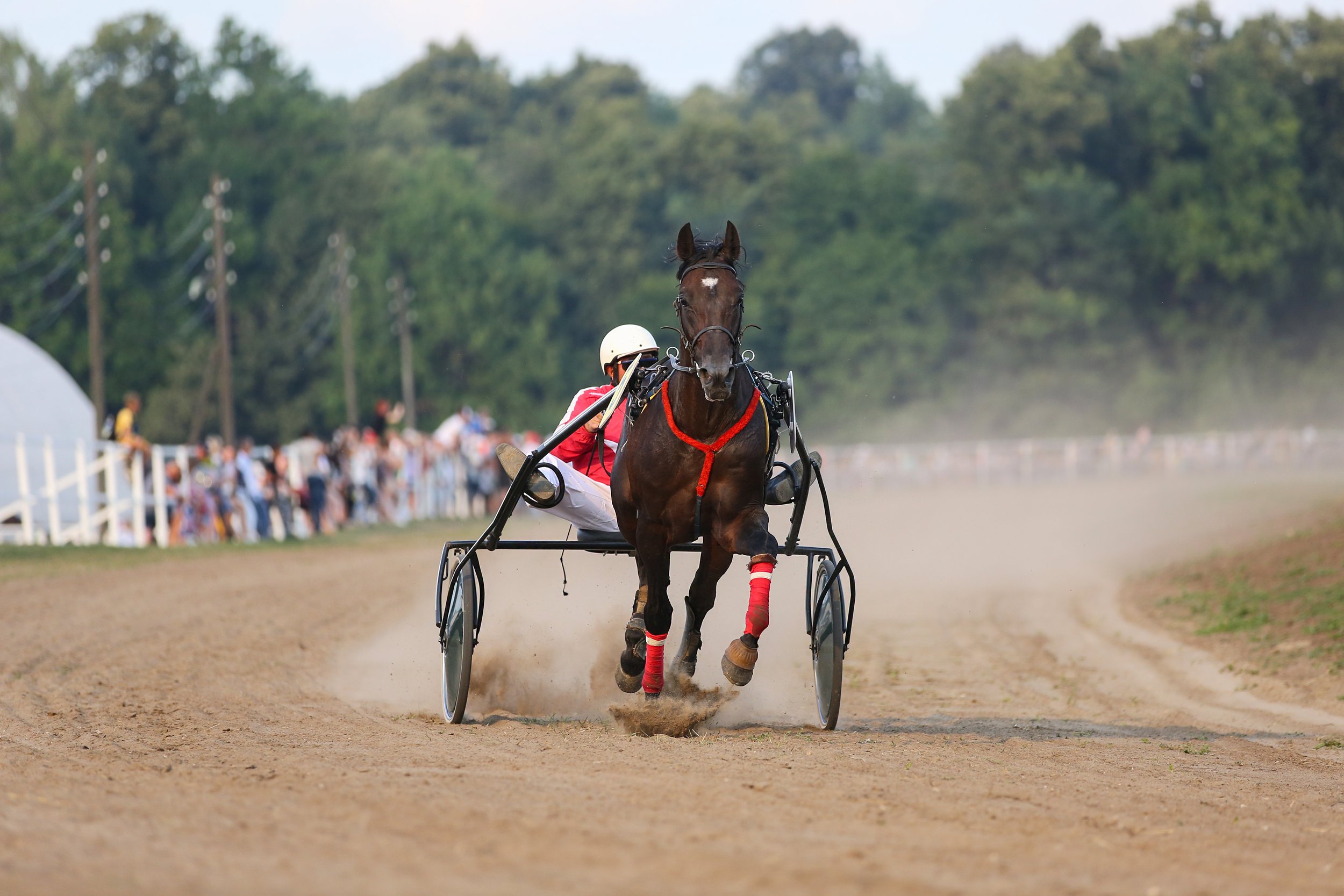 Harness racing driver and pacer crossing the finish line at night with the MyWinners logo overlay.