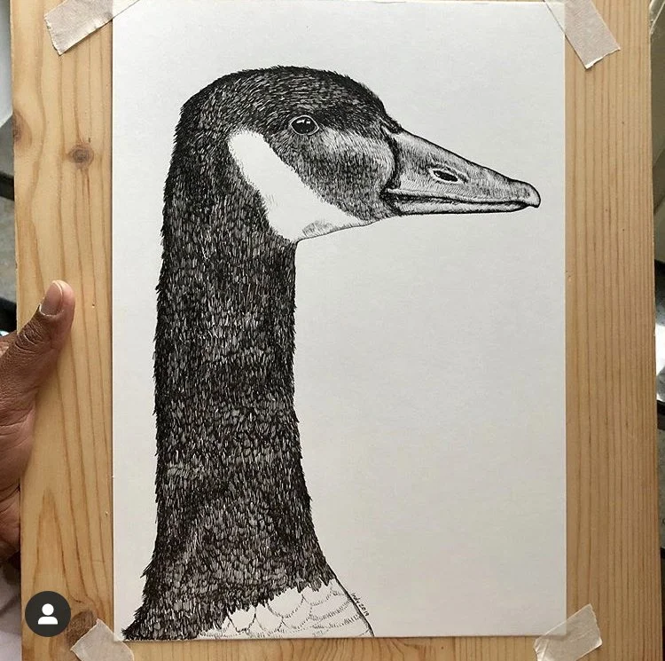 A black and white drawing of a goose's head and neck on a white background, taped to a wooden board.
