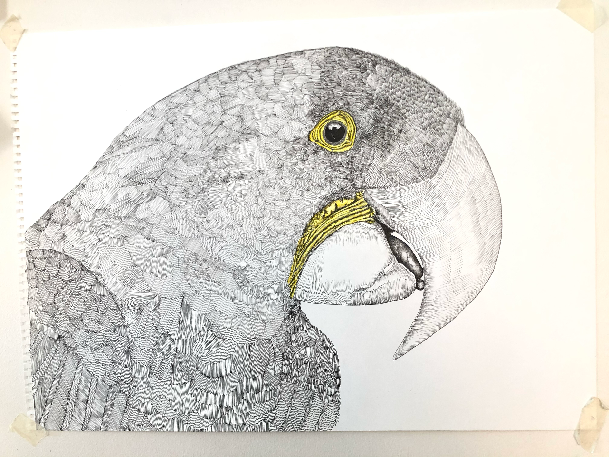 Detailed drawing of a parrot's head, highlighting the beak, eye, and feather texture with some parts colored yellow.