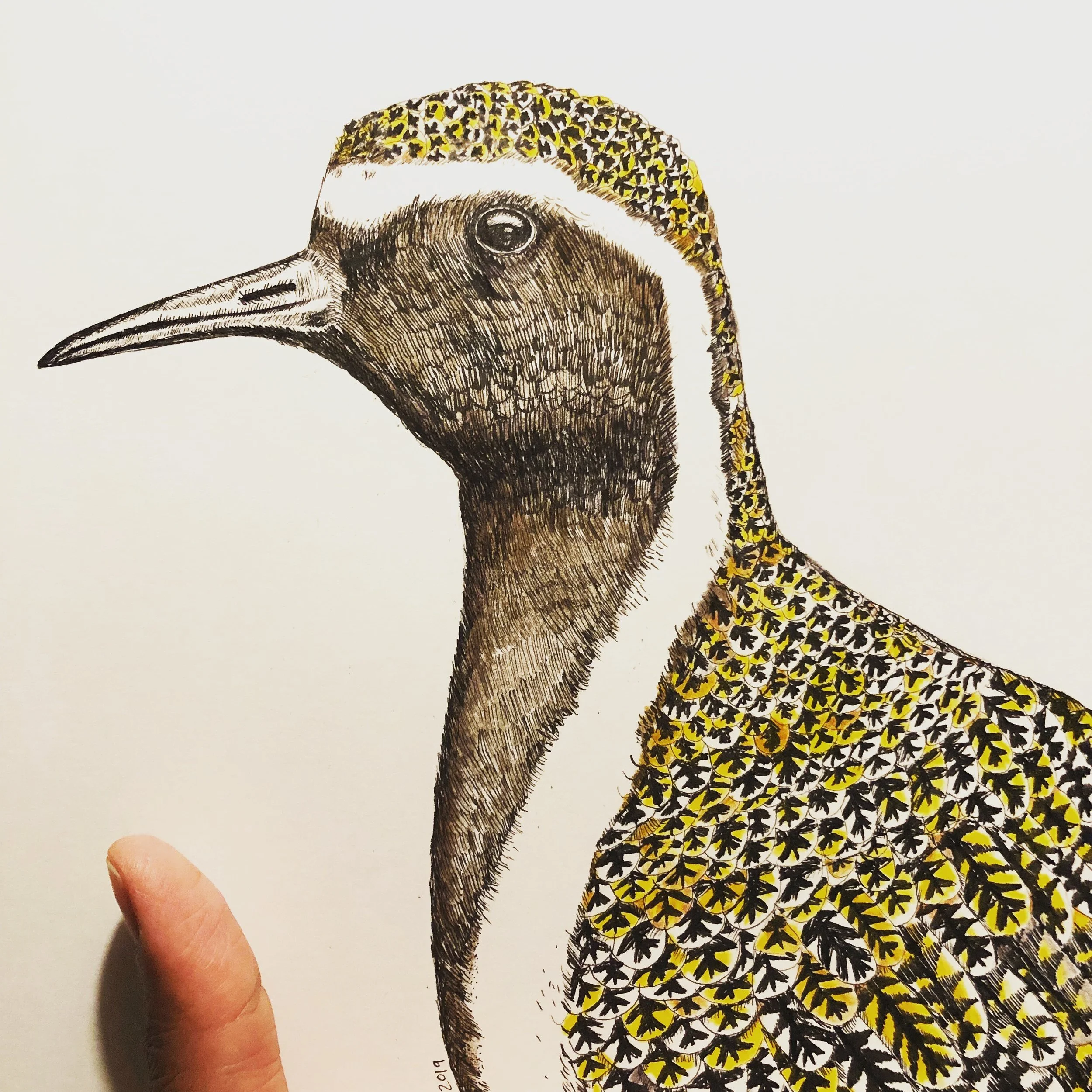 Illustration of a bird with a long beak, detailed feathers, and yellow, black, and white patterns on its body, with a person's finger pointing at the image.