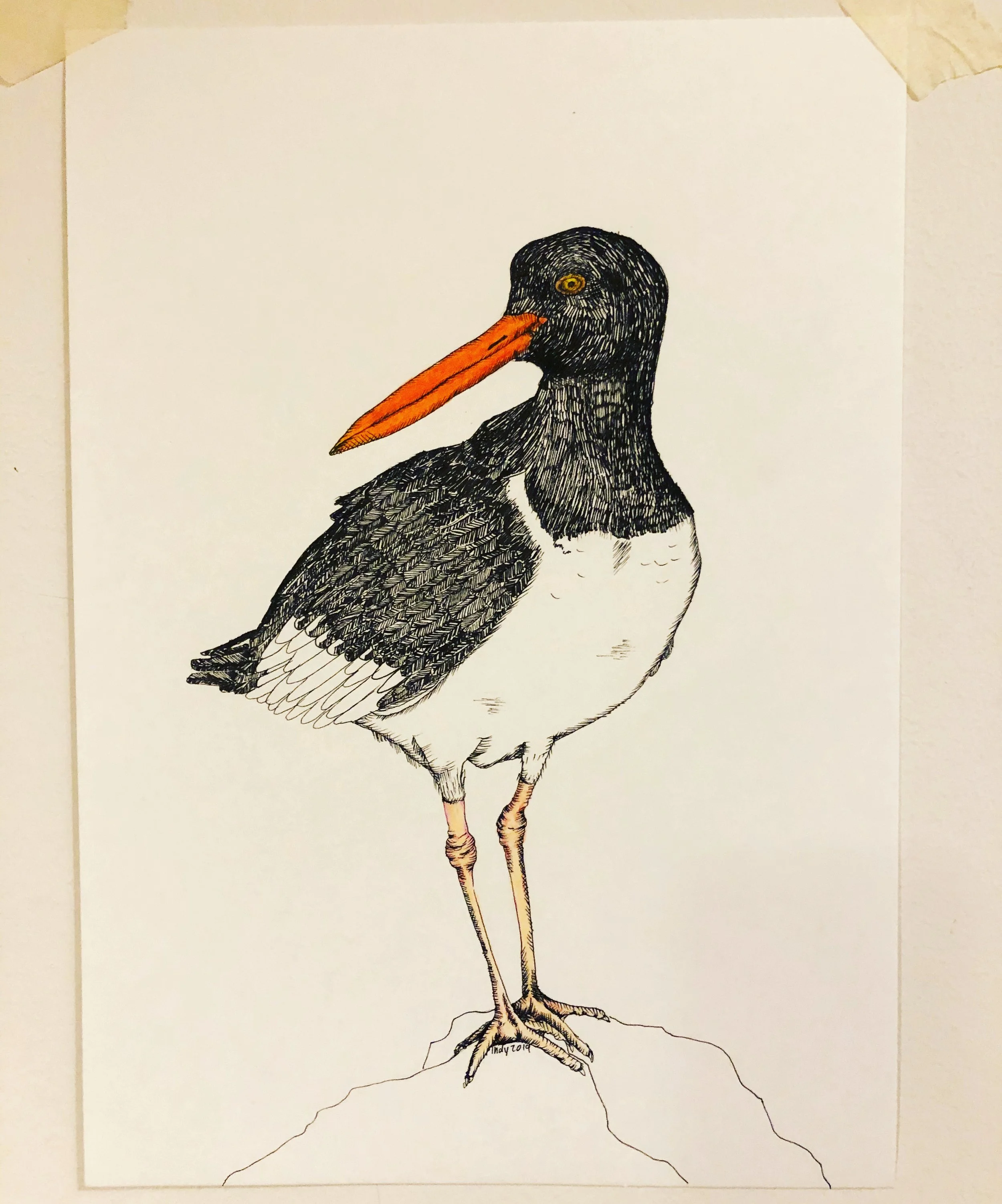 An illustration of a bird with the body of a puffin and the head of a blackbird, with a mix of detailed black and white feathers and a bright orange beak.