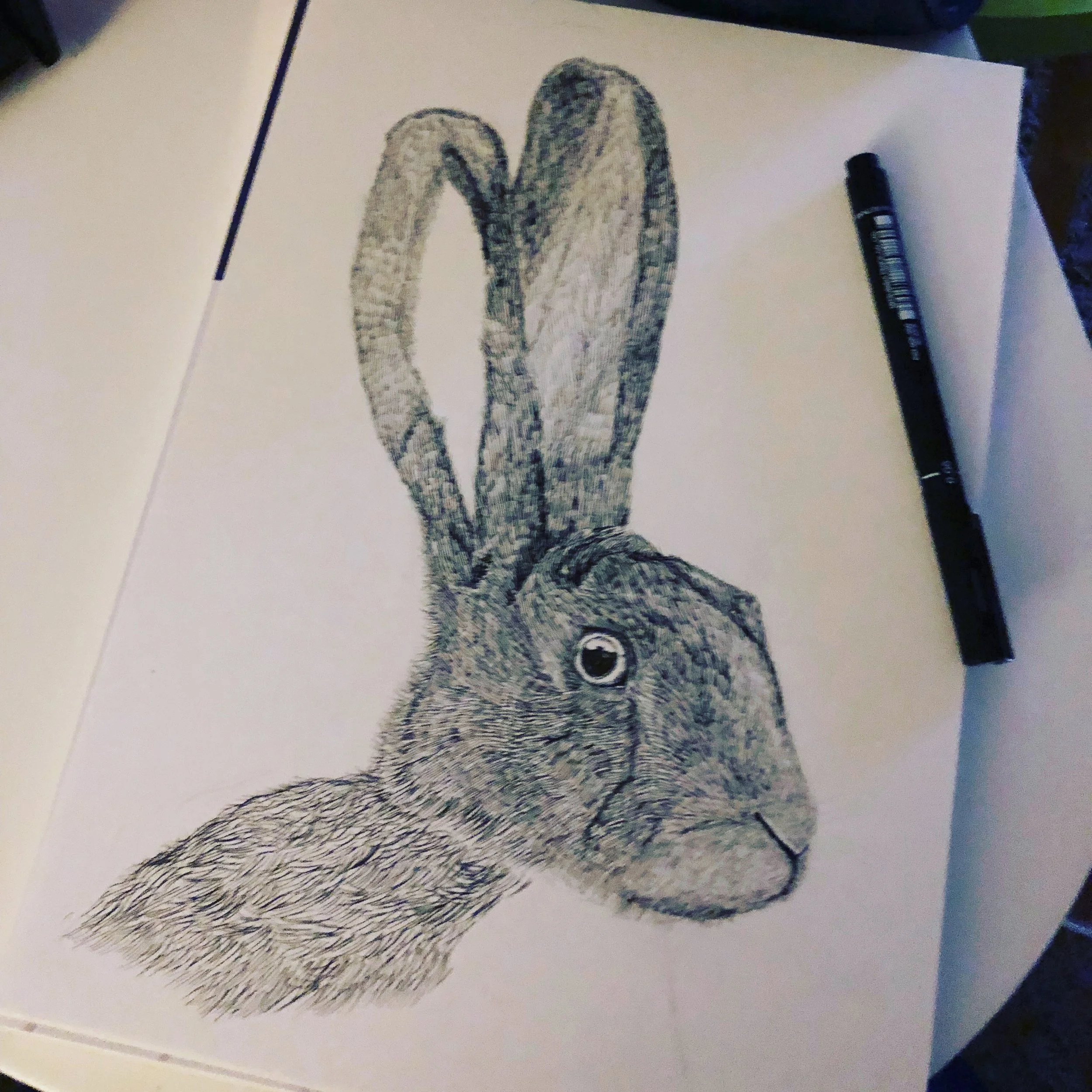 A detailed black-and-white sketch of a rabbit's head and ears, with a fine cross-hatching shading technique, on a white sheet of paper.