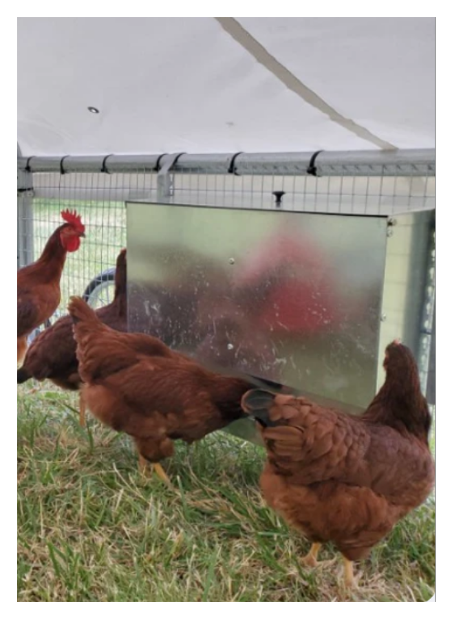 Four brown chickens inside a fenced outdoor enclosure, with a reflective metal panel on the side of the cage.