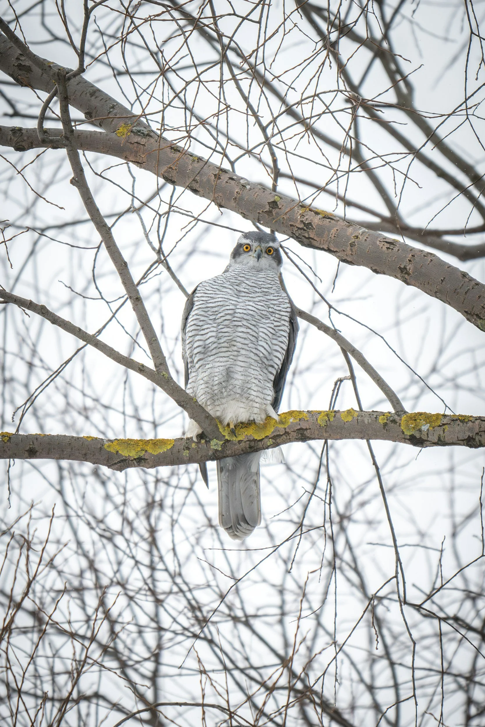 Project Goshawk Urban Goshawk Project | Join the Urban Rewilding Movement — REWILDING UK