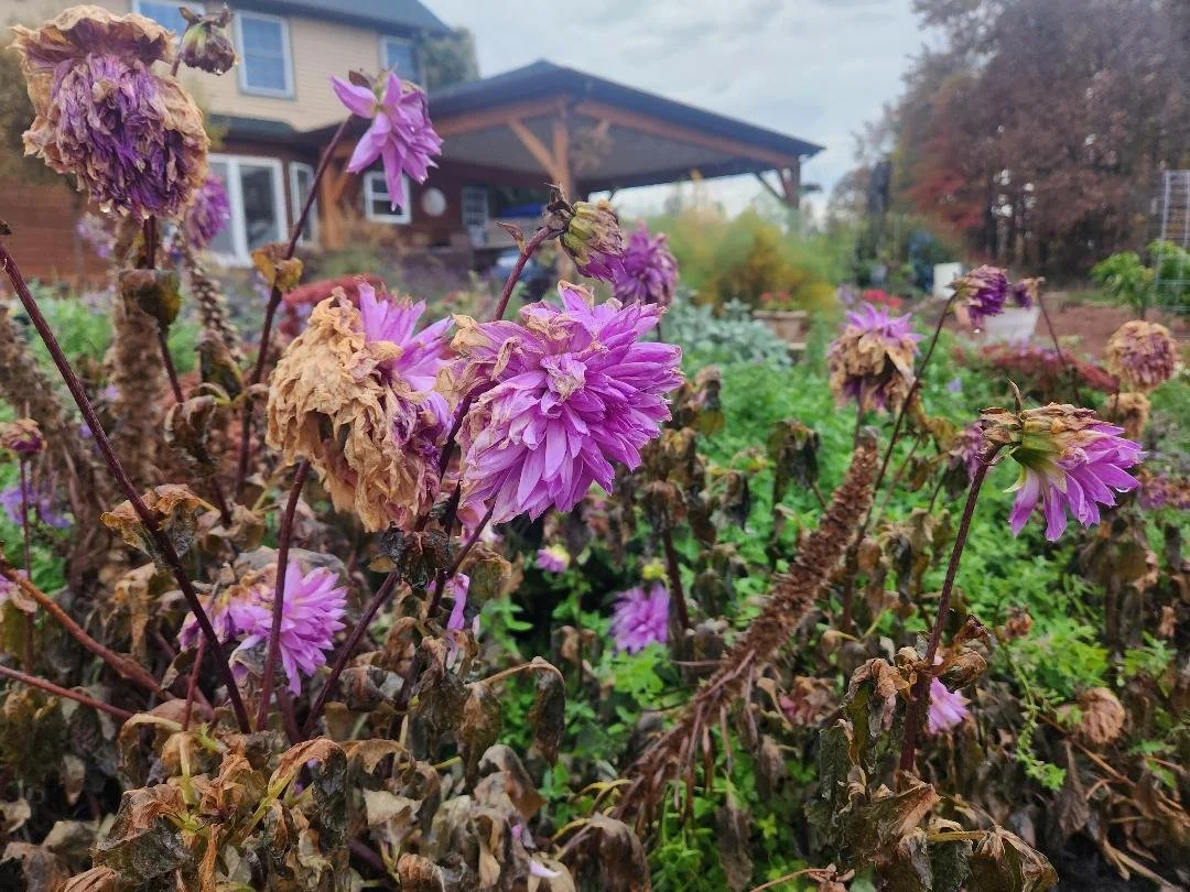Dieing Purples (10-25-2024).jpg
