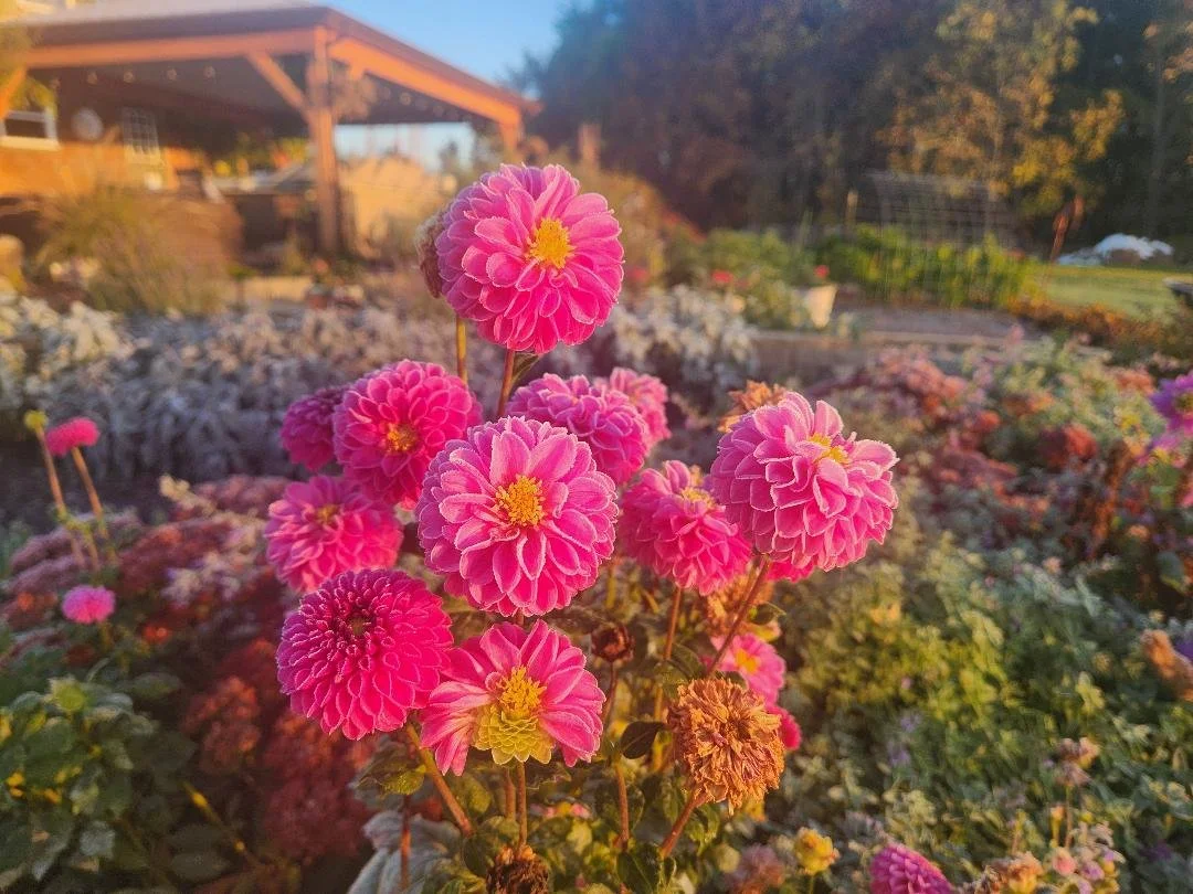 frosty pink (10-17-2024).jpg