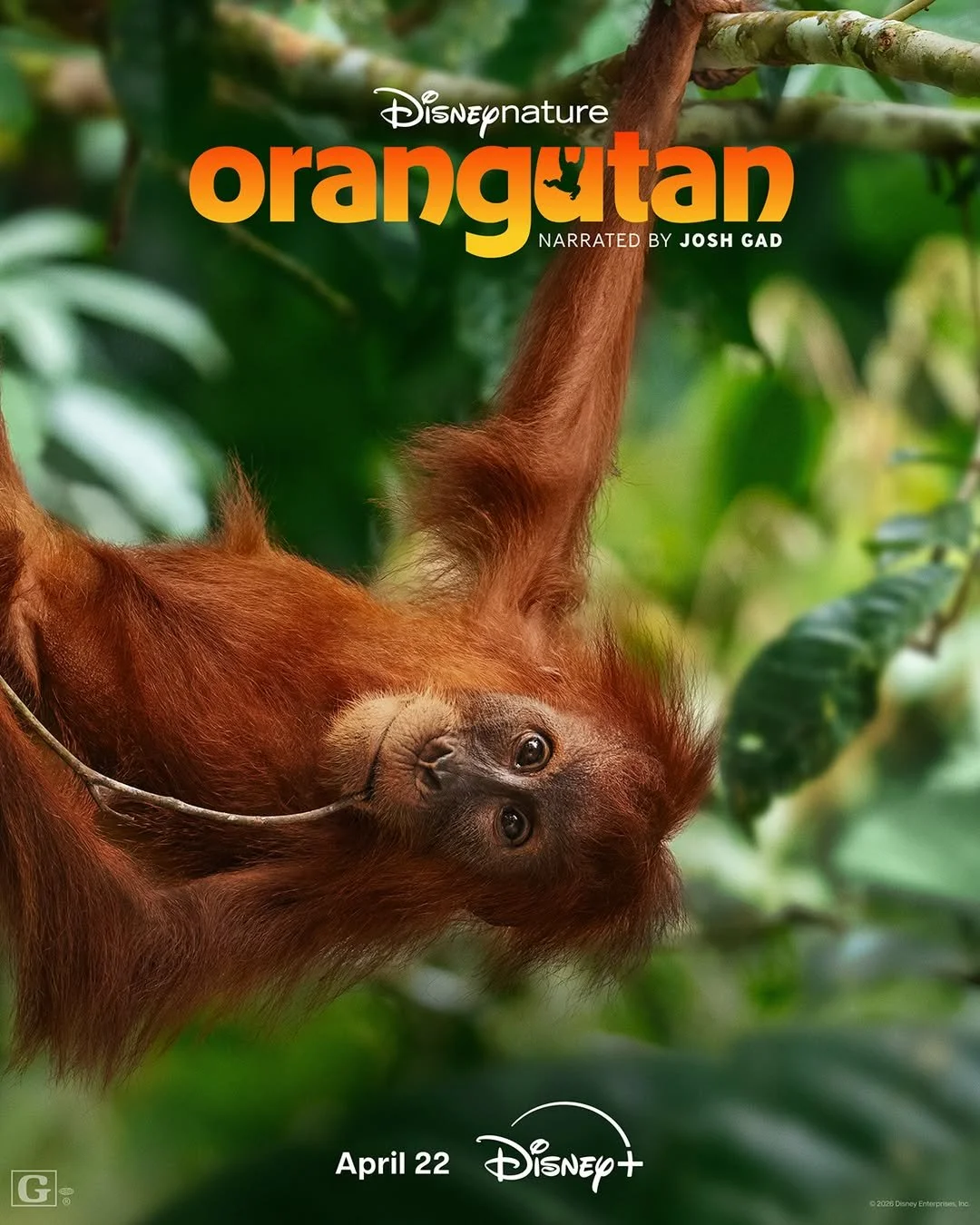 Learning to navigate life in the treetops of Southeast Asia can be tough. Disneynature’s Orangut.jpg
