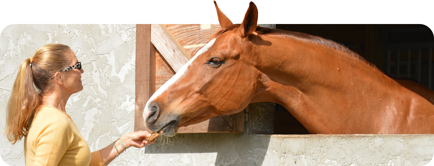 Woman in yellow sweater feeding a horse in a stable