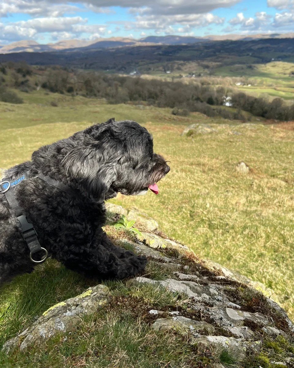 Swipe to see the view! 📲🌄

#puppy 
#view 
#thelakedistrict