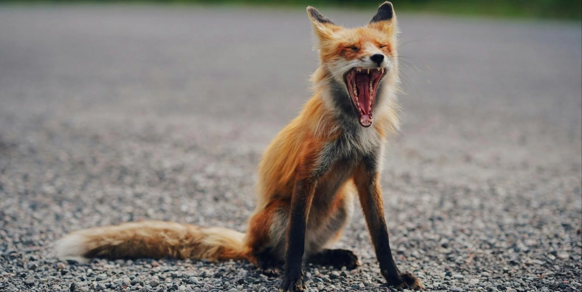a screaming fox sitting on a rocky road, screaming