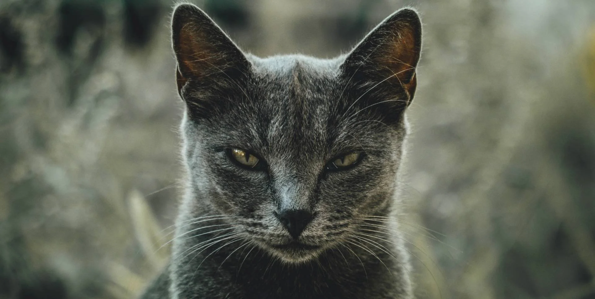 close up of a gray cat scowling and thinking about the hexing the patriarchy.
