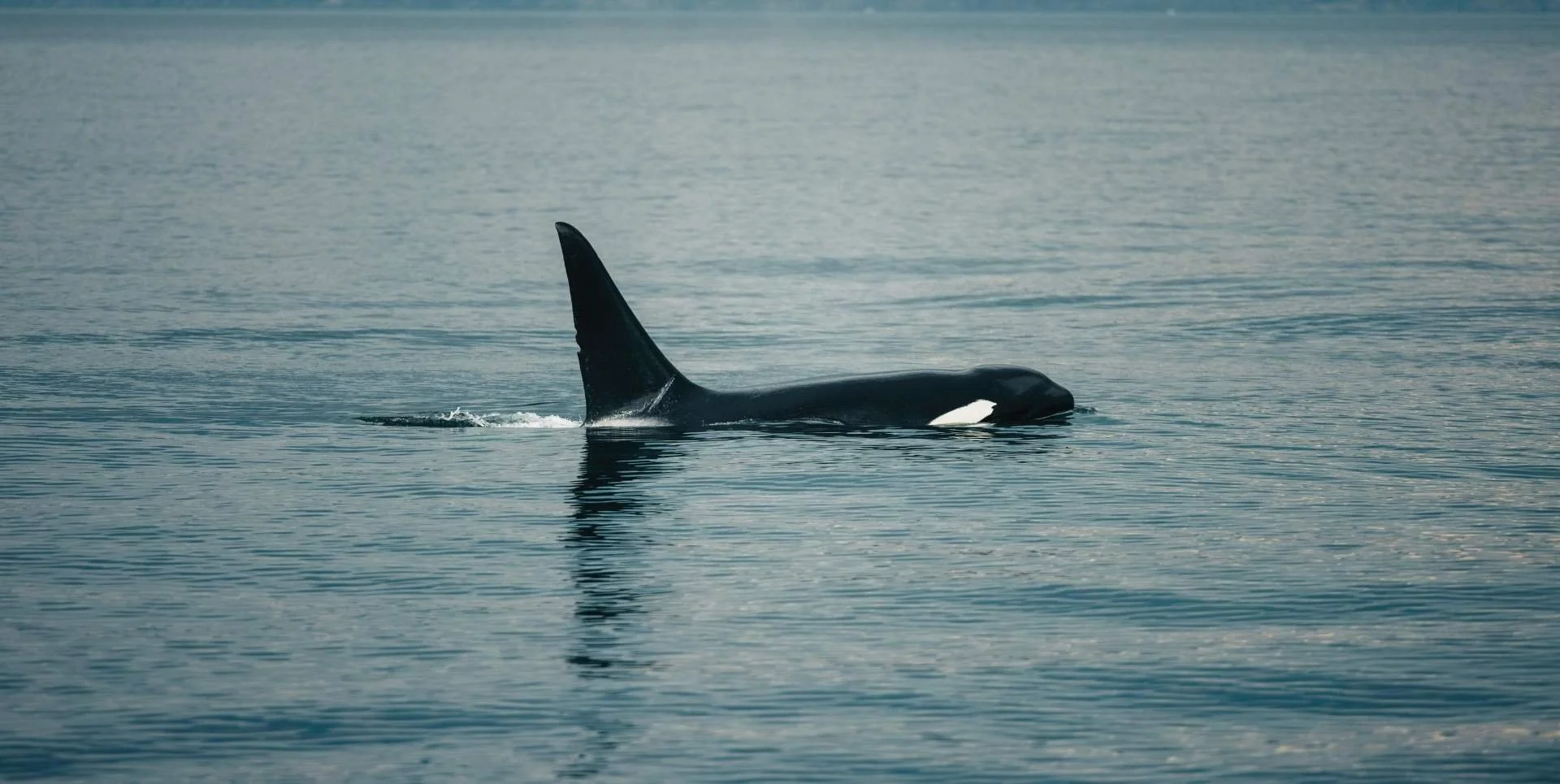 an orca on its way to sink some yachts
