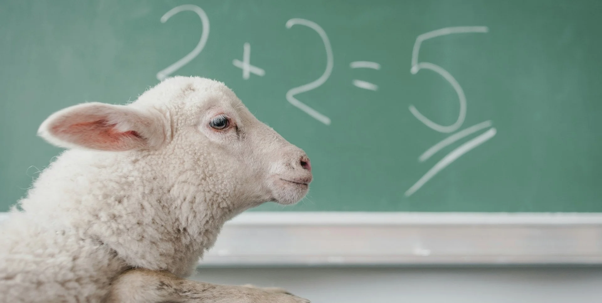 a sheep in front of a chalkboard where 2 + 2 = 5 is written.