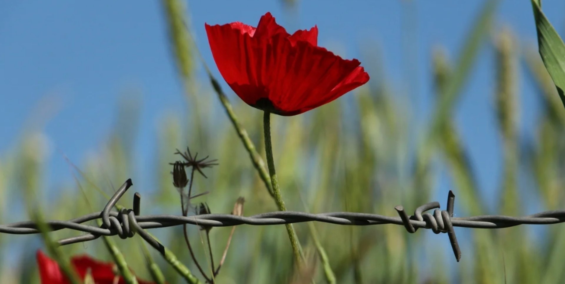 a red flower growing behind a piece of barbed wire with tall grass in the background