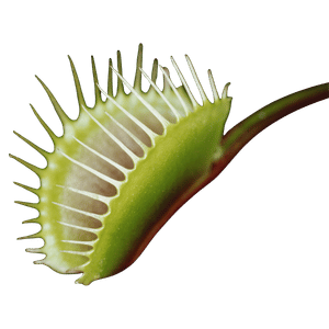 Venus Fly Trap