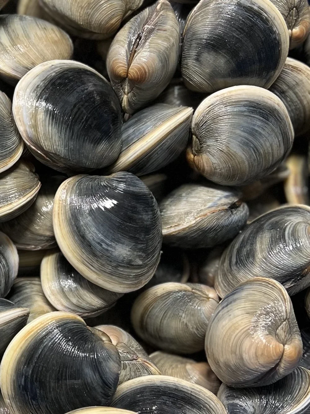 Bulk Clams — JC Walker Bros Inc. | Seaside Clams